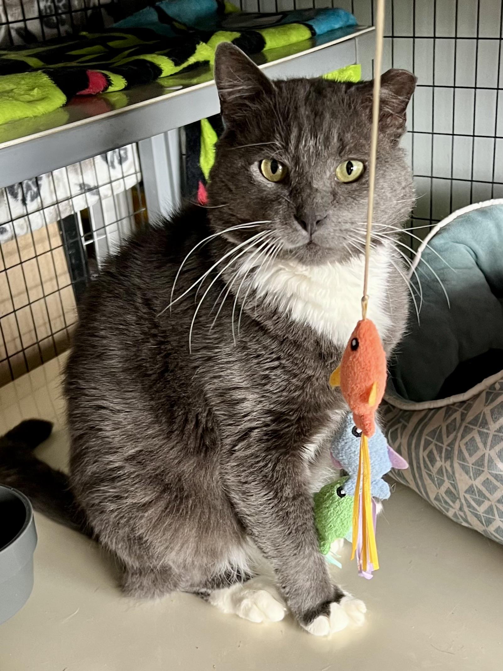 Soldier , ADOPTABLE, Adult Male Domestic Short Hair.