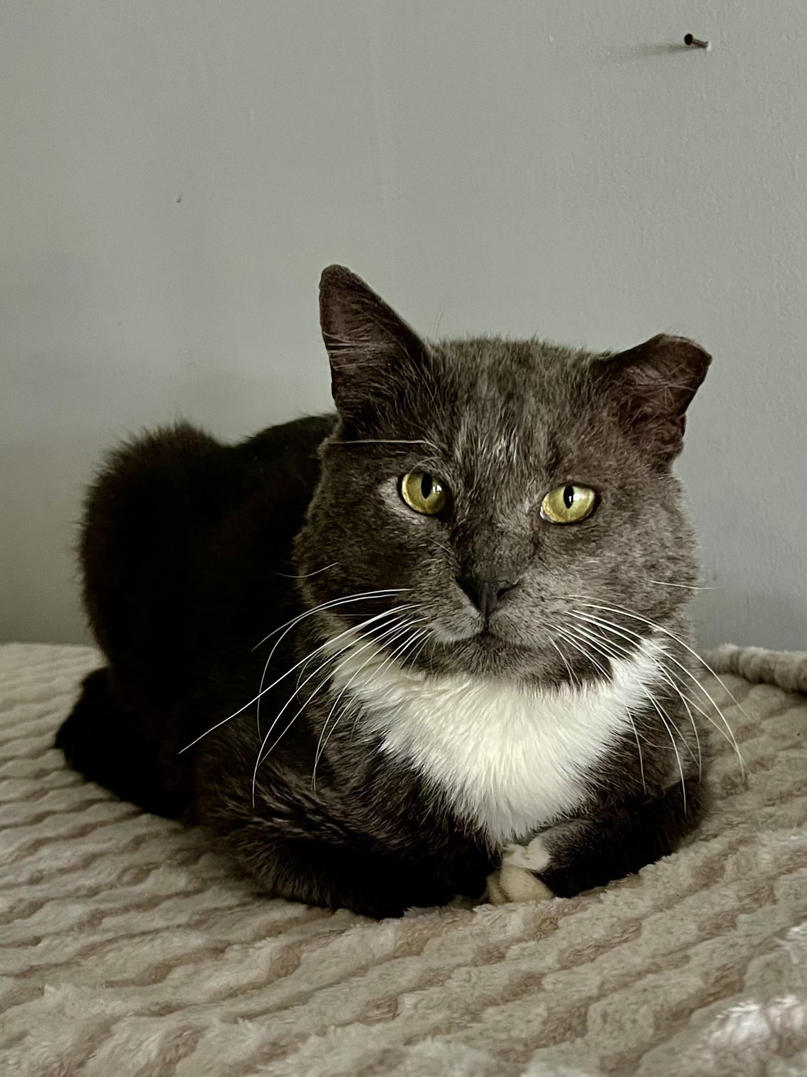 Enlarge Soldier , a ADOPTABLE Domestic Short Hair in Warminster, PA image 6/6