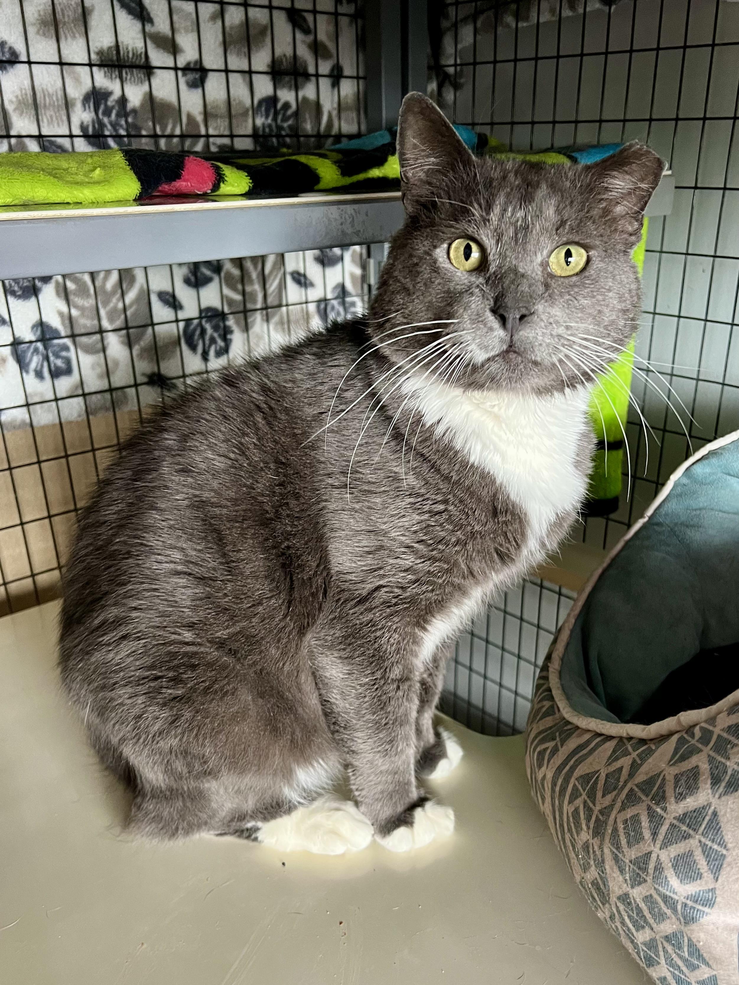 Enlarge Soldier , a ADOPTABLE Domestic Short Hair in Warminster, PA image 5/6
