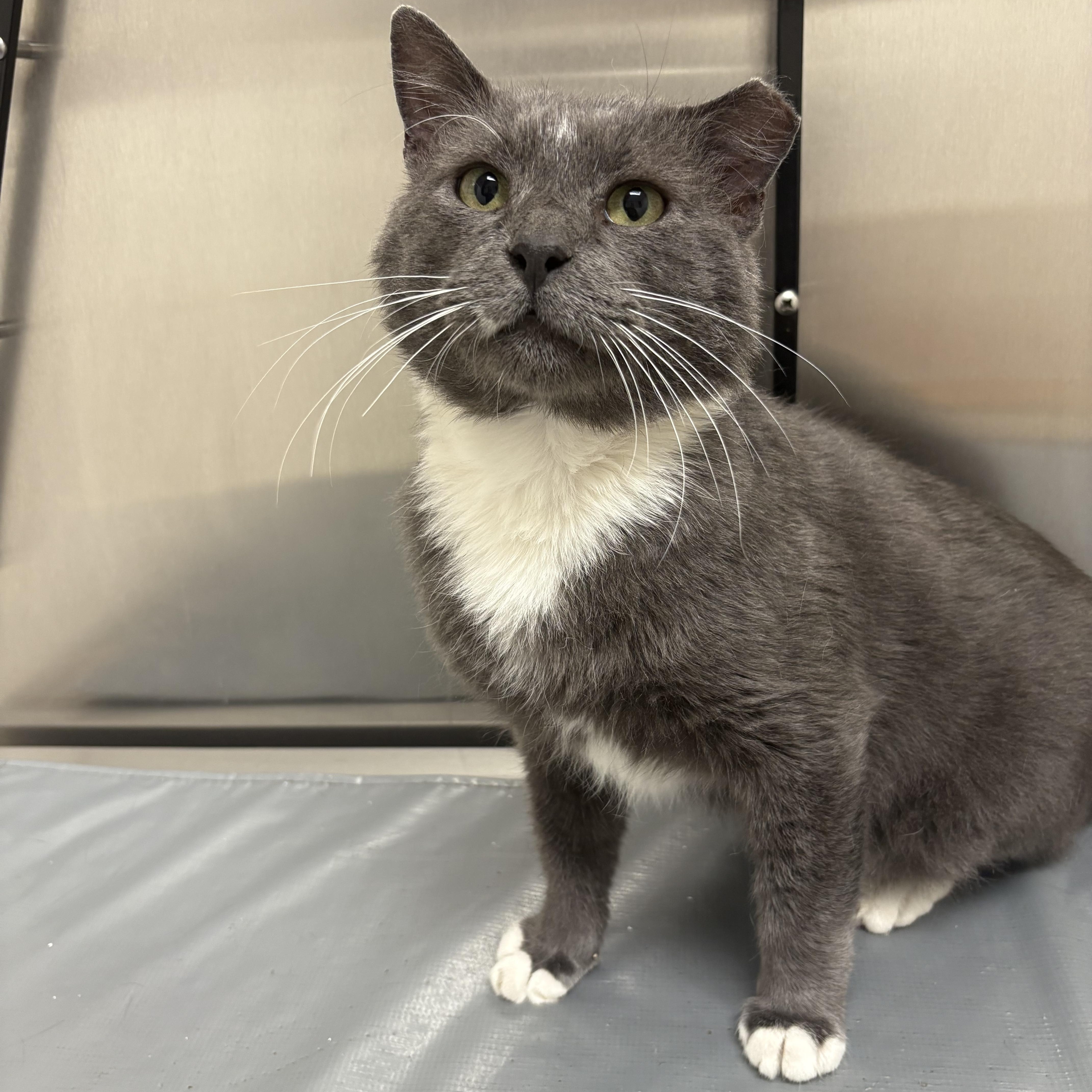 Enlarge Soldier , a ADOPTABLE Domestic Short Hair in Warminster, PA image 3/6