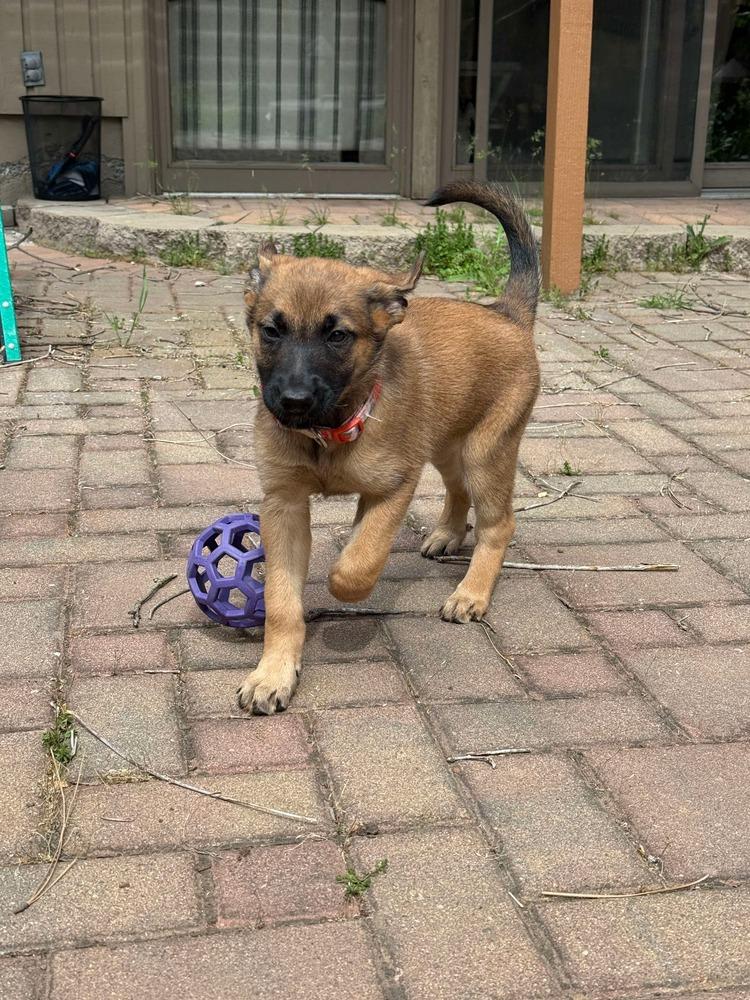 Virginia Hill (Merced Mal Mob Litter) - Located in WA