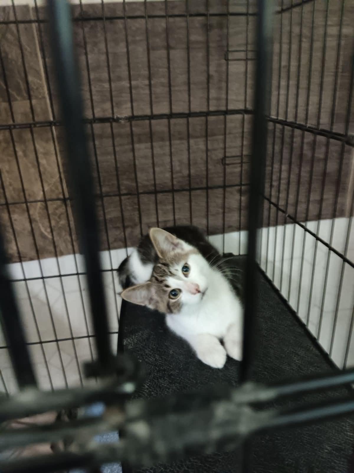 Enlarge Thurston, a ADOPTABLE Domestic Medium Hair in Monticello, IN image 1/1