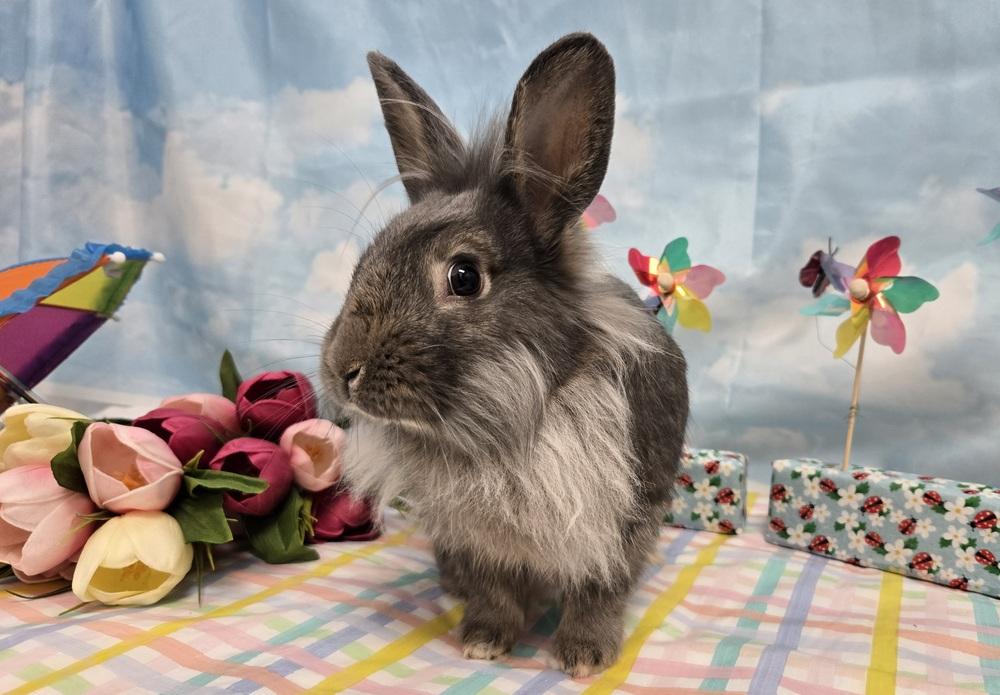 Benedict, a Adoptable mixed breed in Westford, MA image 2/6