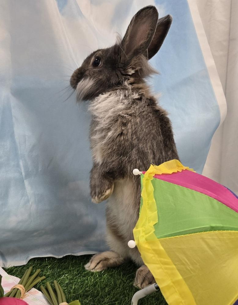 Benedict, a Adoptable mixed breed in Westford, MA image 5/6