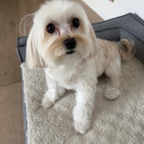 Gloria (BONDED PAIR must be adopted with Katie), Adoptable, Adult Female Maltese & Poodle (Toy).