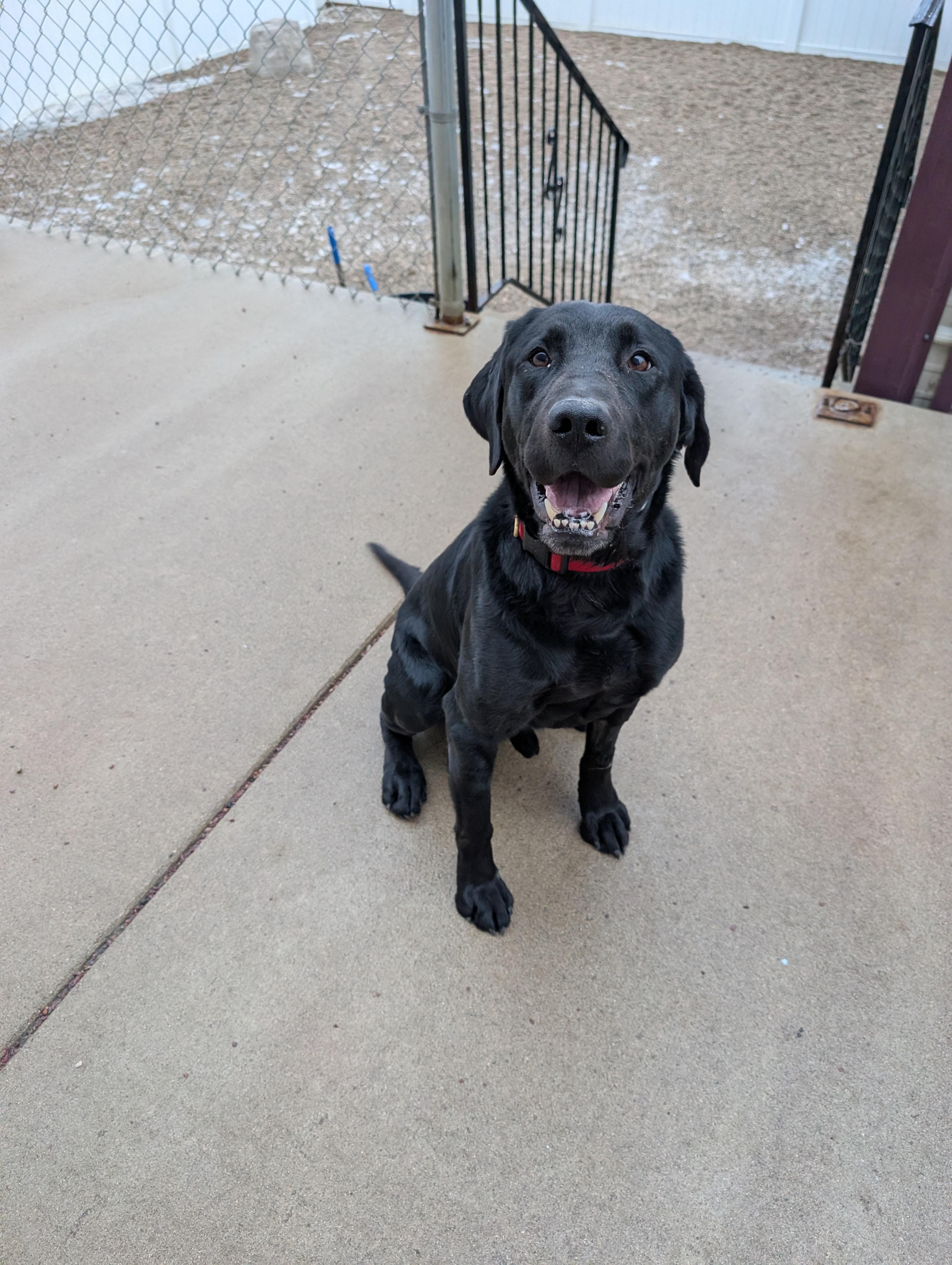 Brutus, a ADOPTABLE Labrador Retriever in New Ulm, MN image 1/2