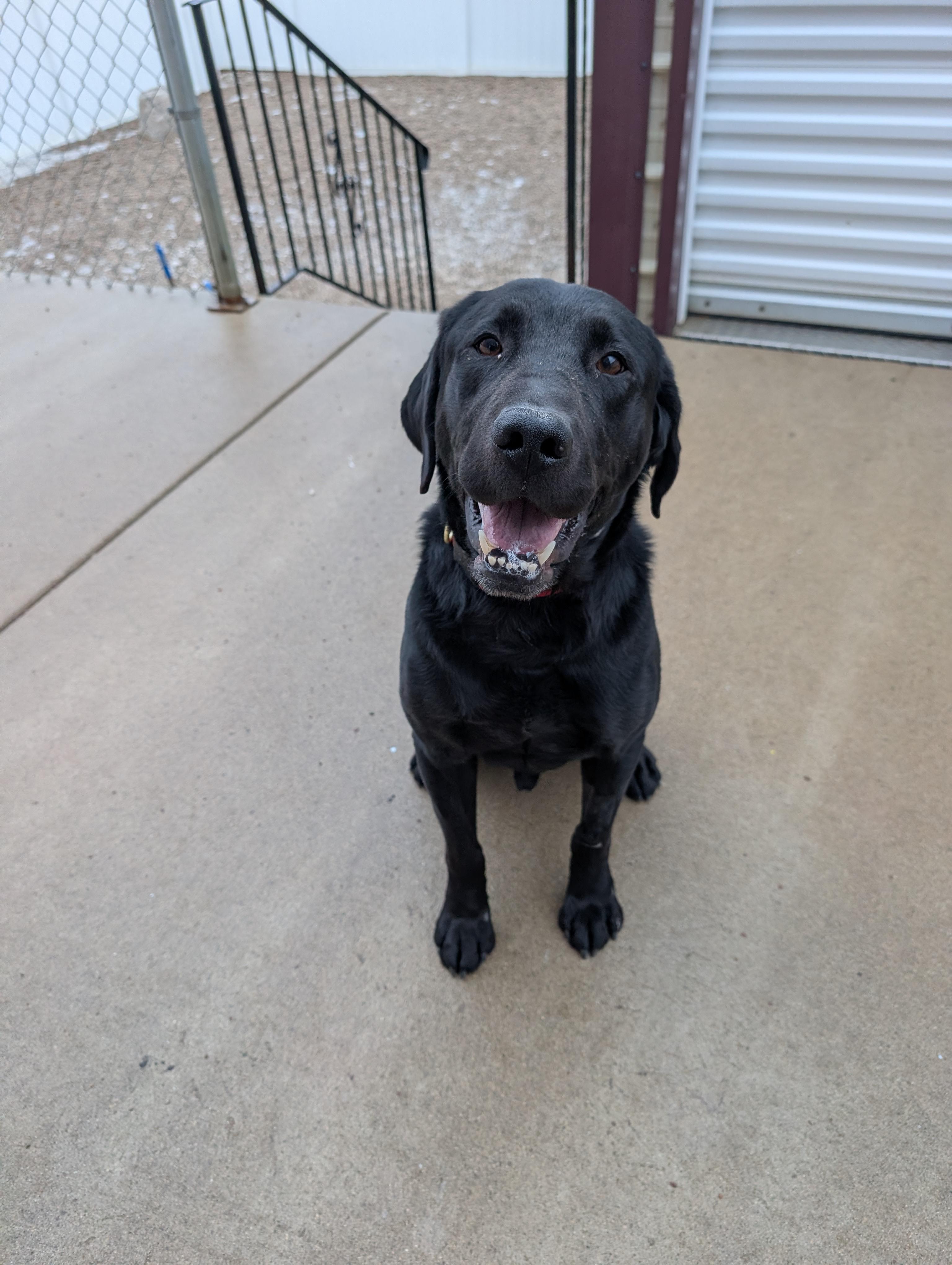 Brutus, a ADOPTABLE Labrador Retriever in New Ulm, MN image 2/2