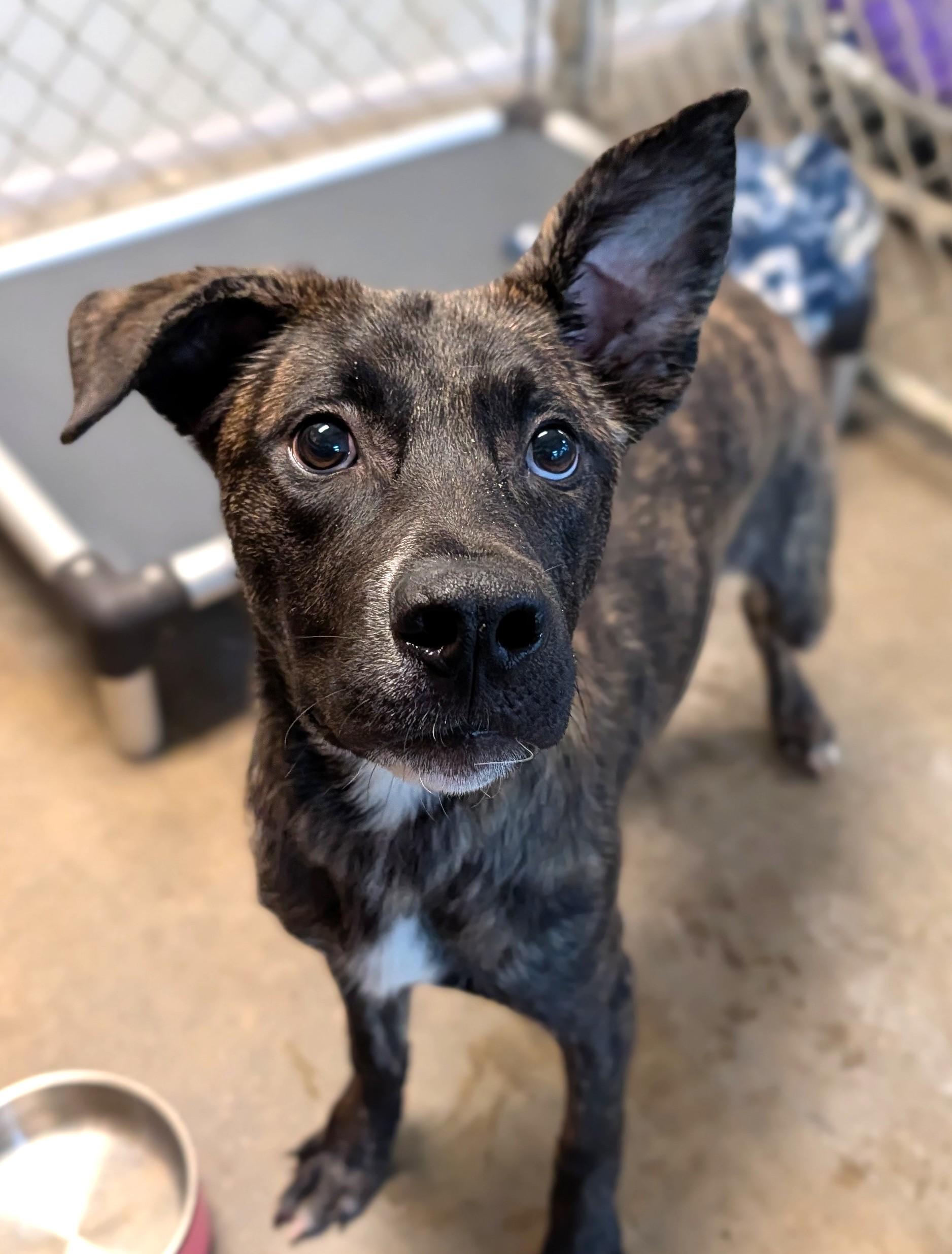 Grover, adopted, Young Male Mixed Breed.