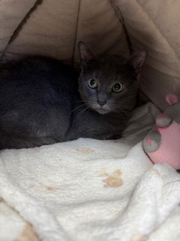 Static, Adoptable, Adult Female Domestic Short Hair.