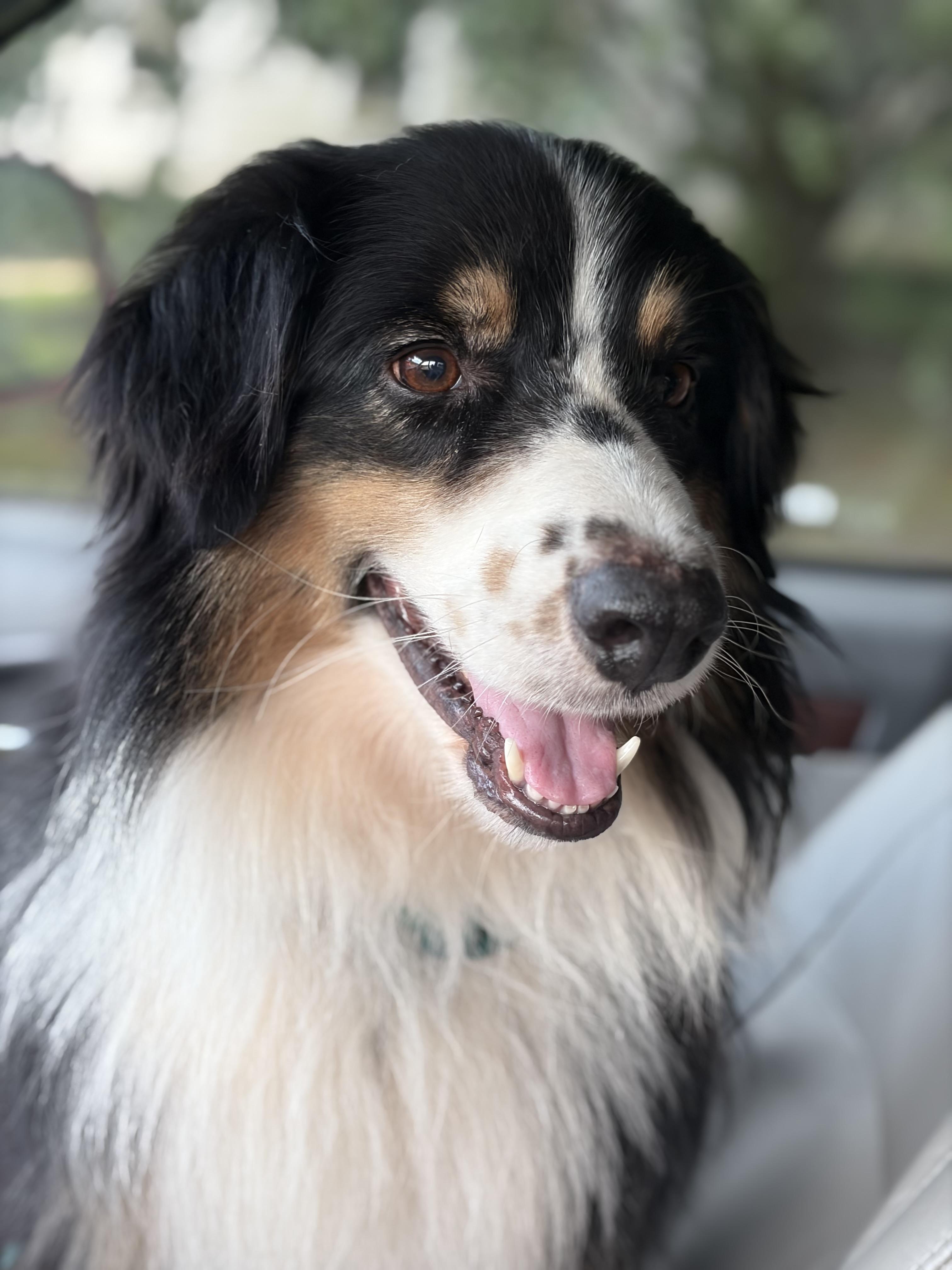 Scout, a Adoptable Australian Shepherd in Covington, LA image 1/3