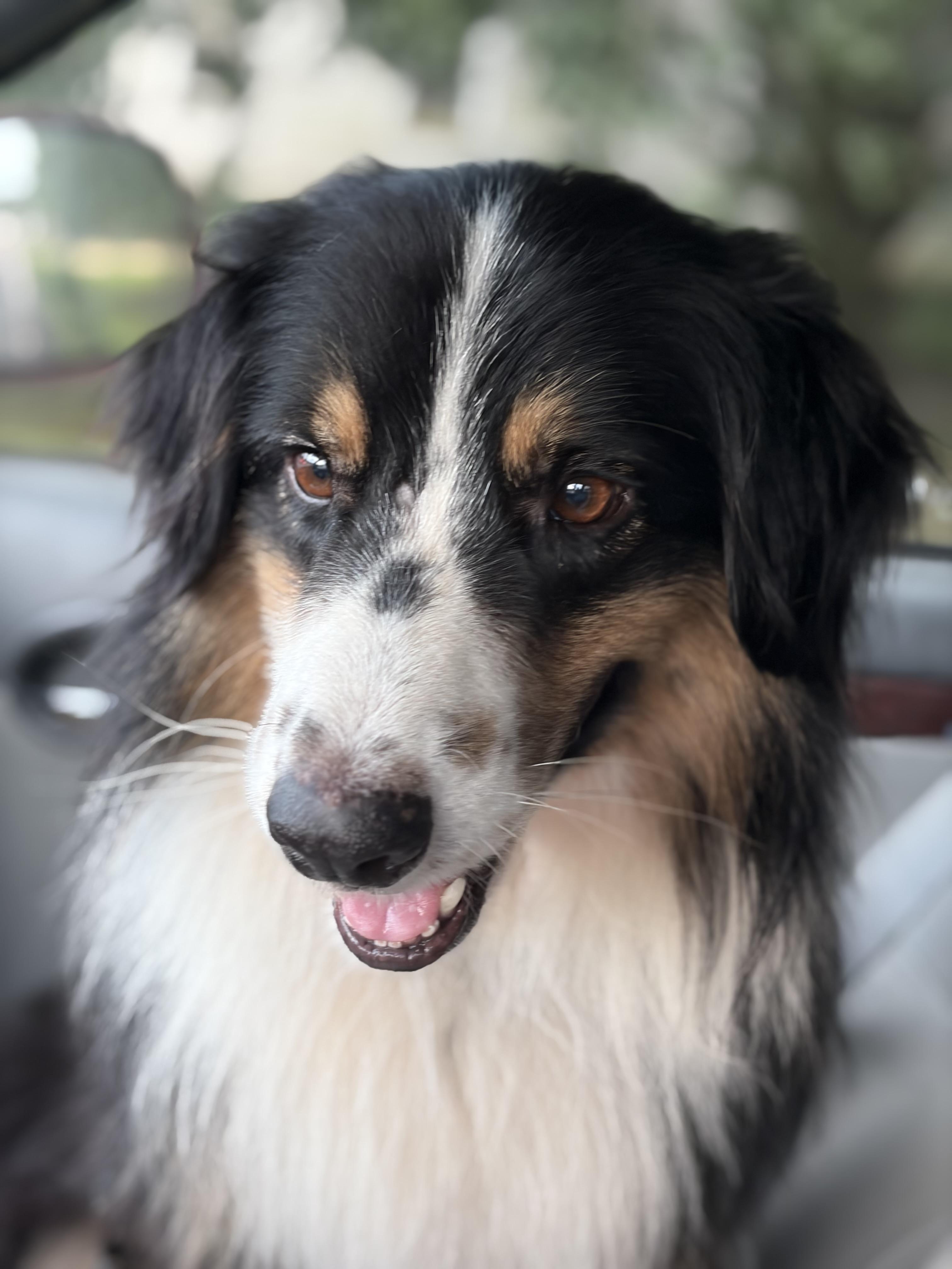 Scout, a Adoptable Australian Shepherd in Covington, LA image 3/3