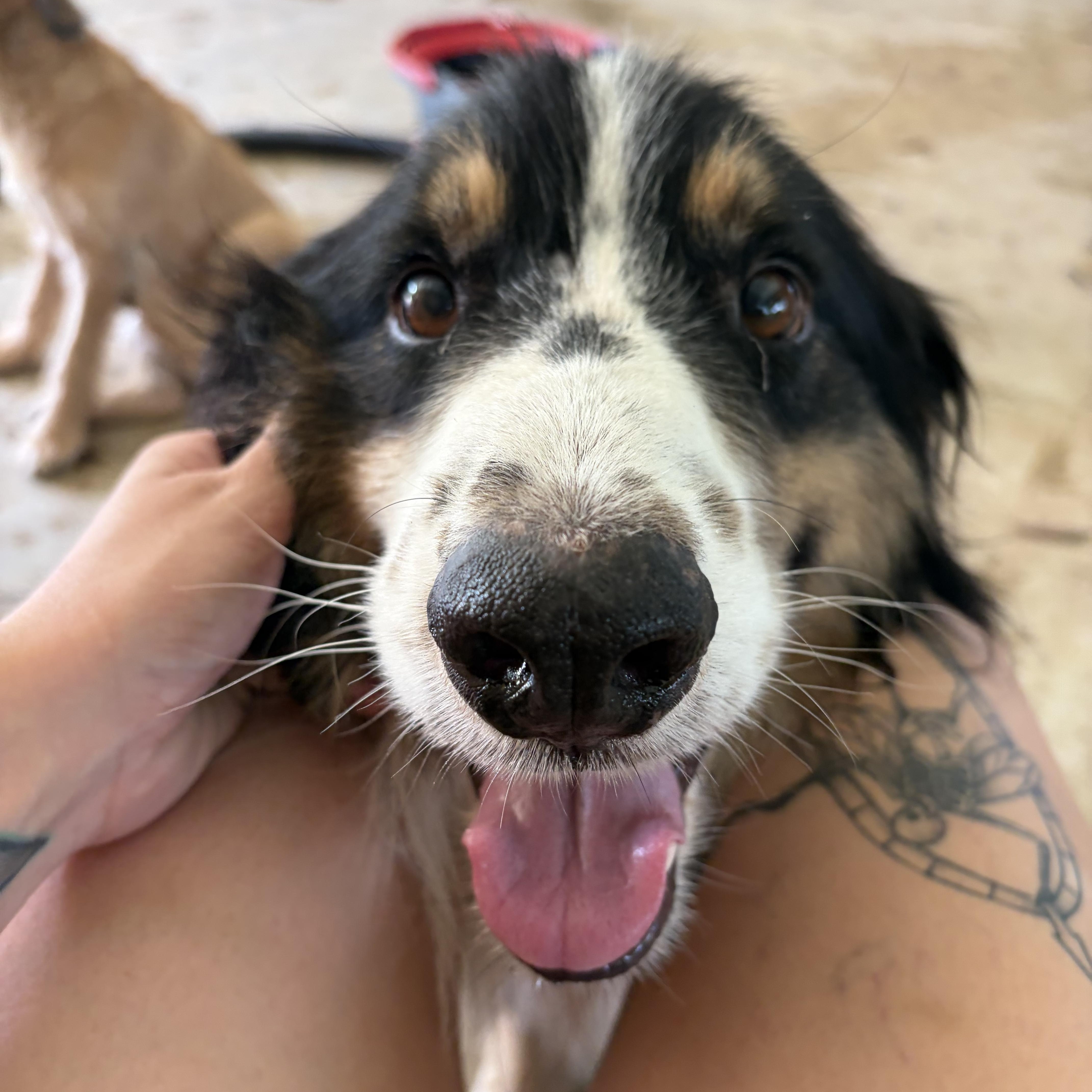 Scout, a Adoptable Australian Shepherd in Covington, LA image 2/3
