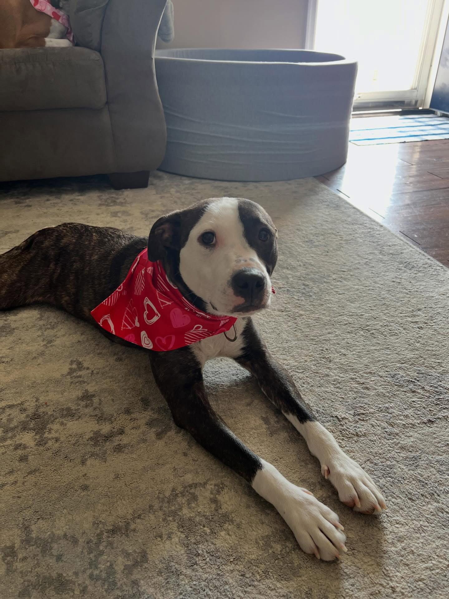 Enlarge Harley, an adoption pending mixed breed in Pottstown, PA image 2/2