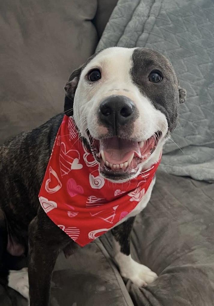 Enlarge Harley, an adoption pending mixed breed in Pottstown, PA image 1/2