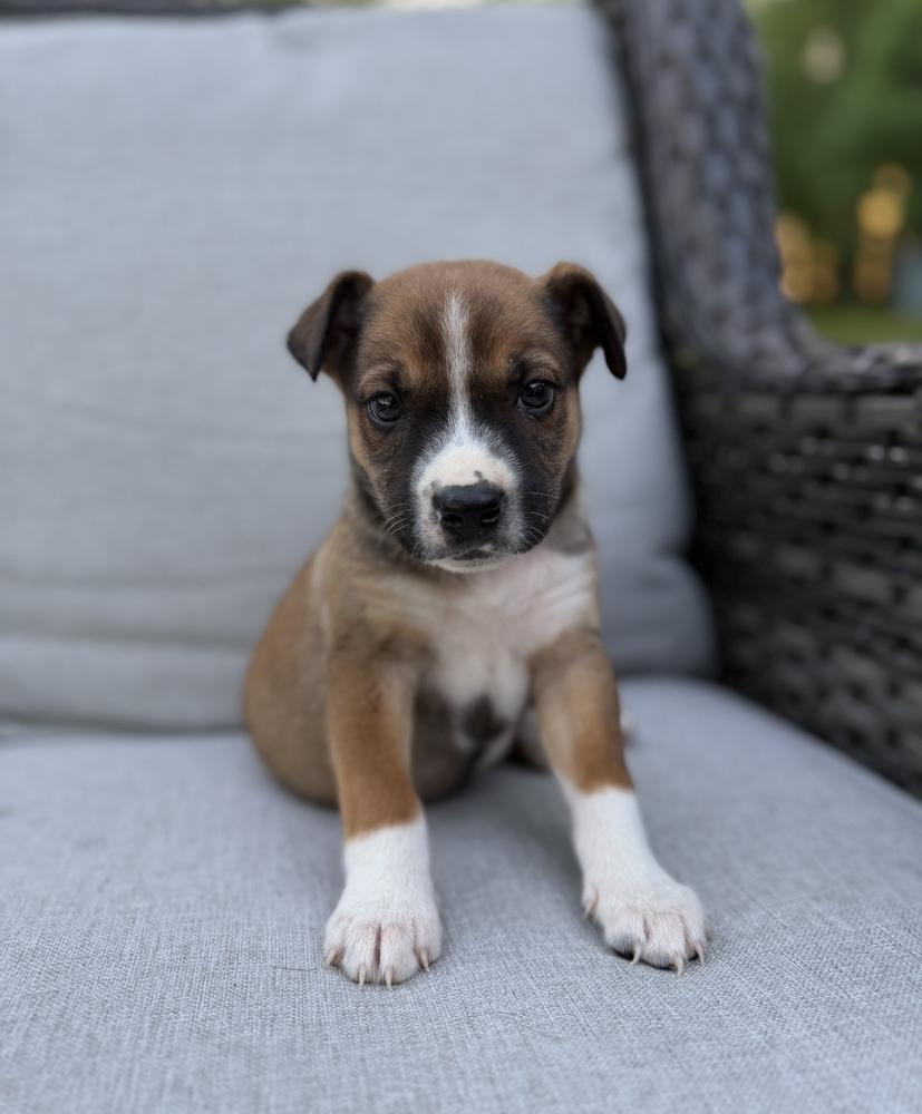 Enlarge Marcus, a Adoptable mixed breed in Irwin, PA image 3/5