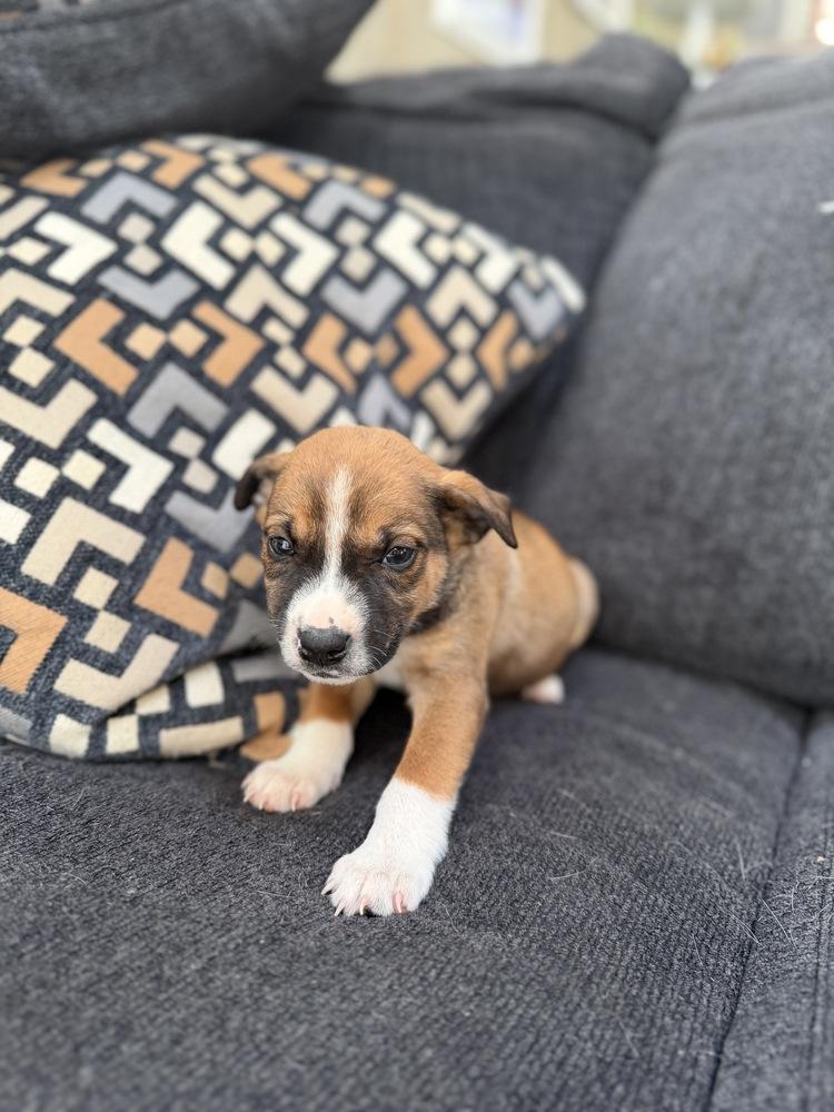 Enlarge Marcus, a Adoptable mixed breed in Irwin, PA image 5/5