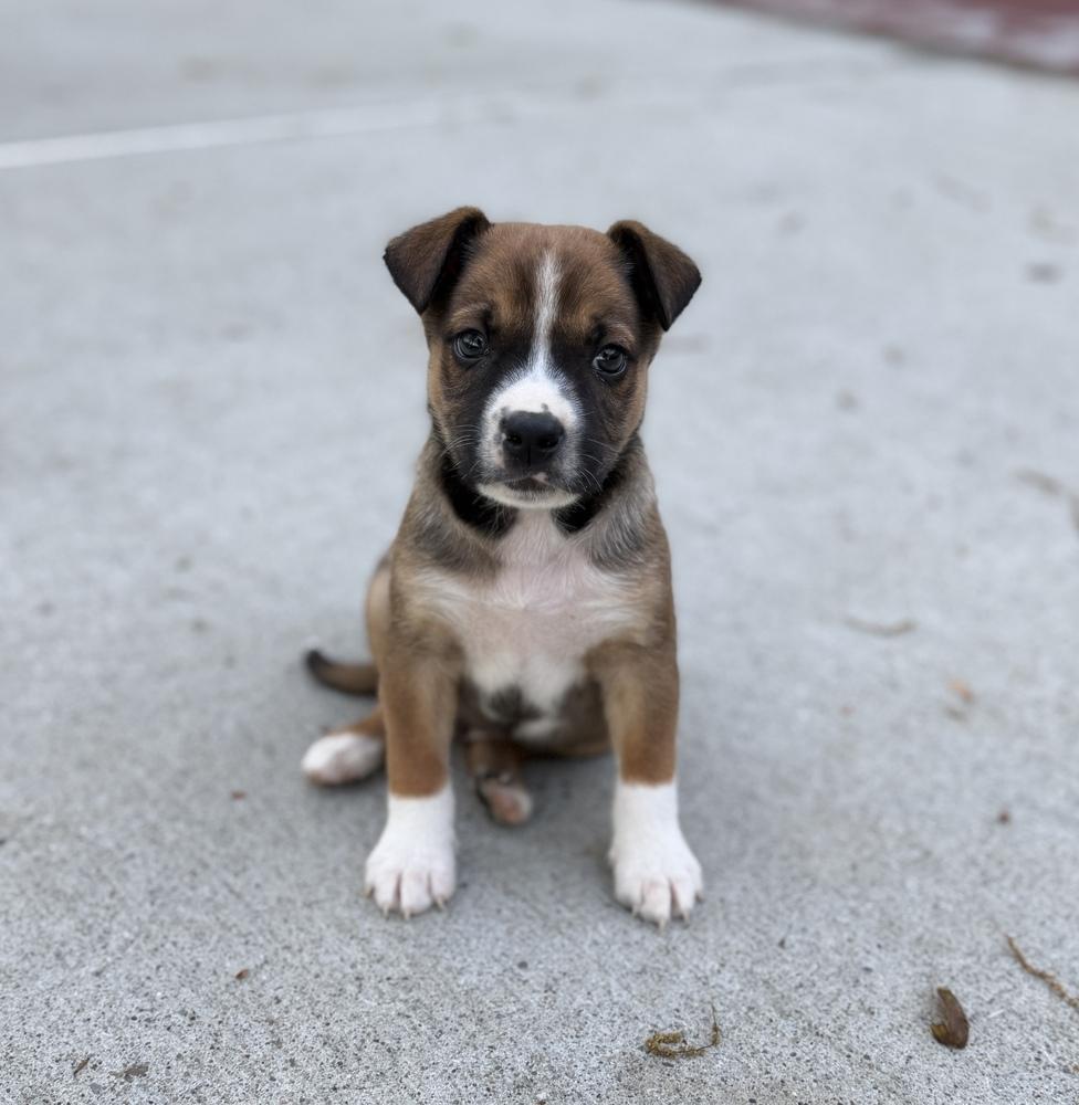 Enlarge Marcus, a Adoptable mixed breed in Irwin, PA image 2/5
