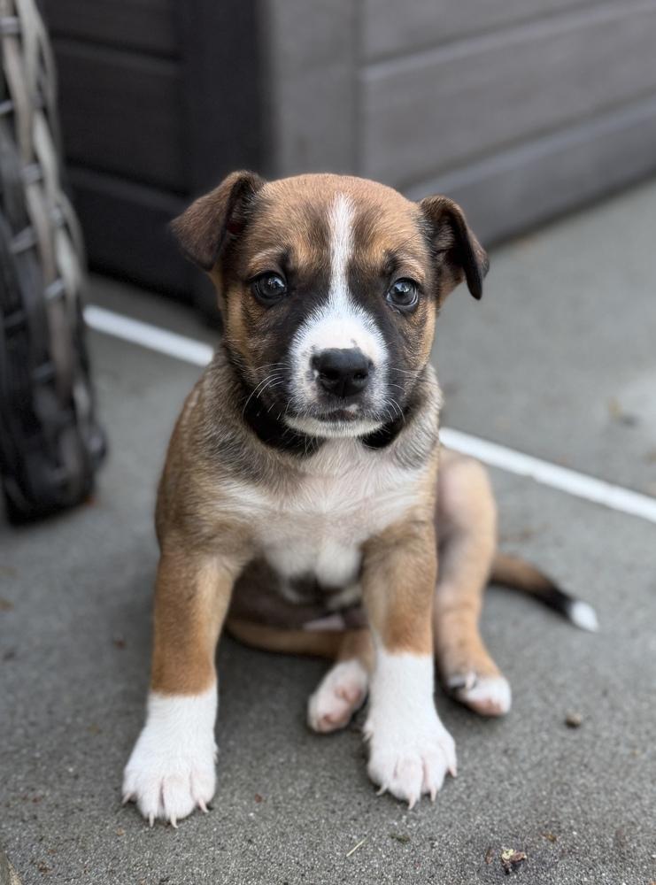 Marcus, Adoptable, Puppy Male Terrier & Mixed Breed.