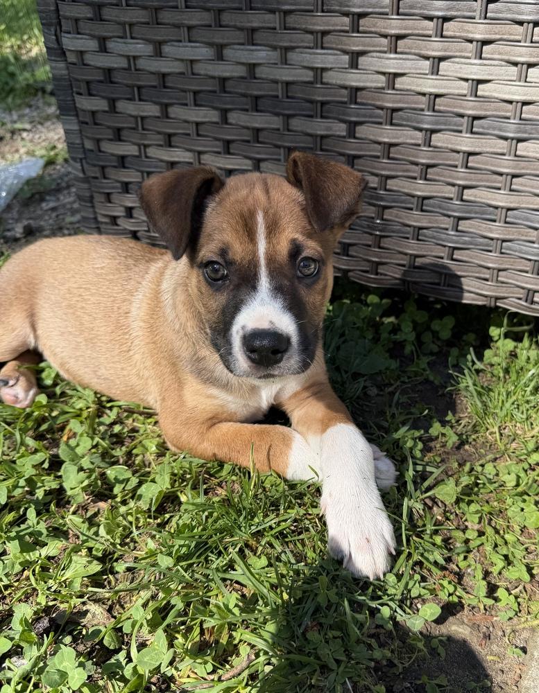 Marcus, Adoptable, Puppy Male Terrier & Mixed Breed.