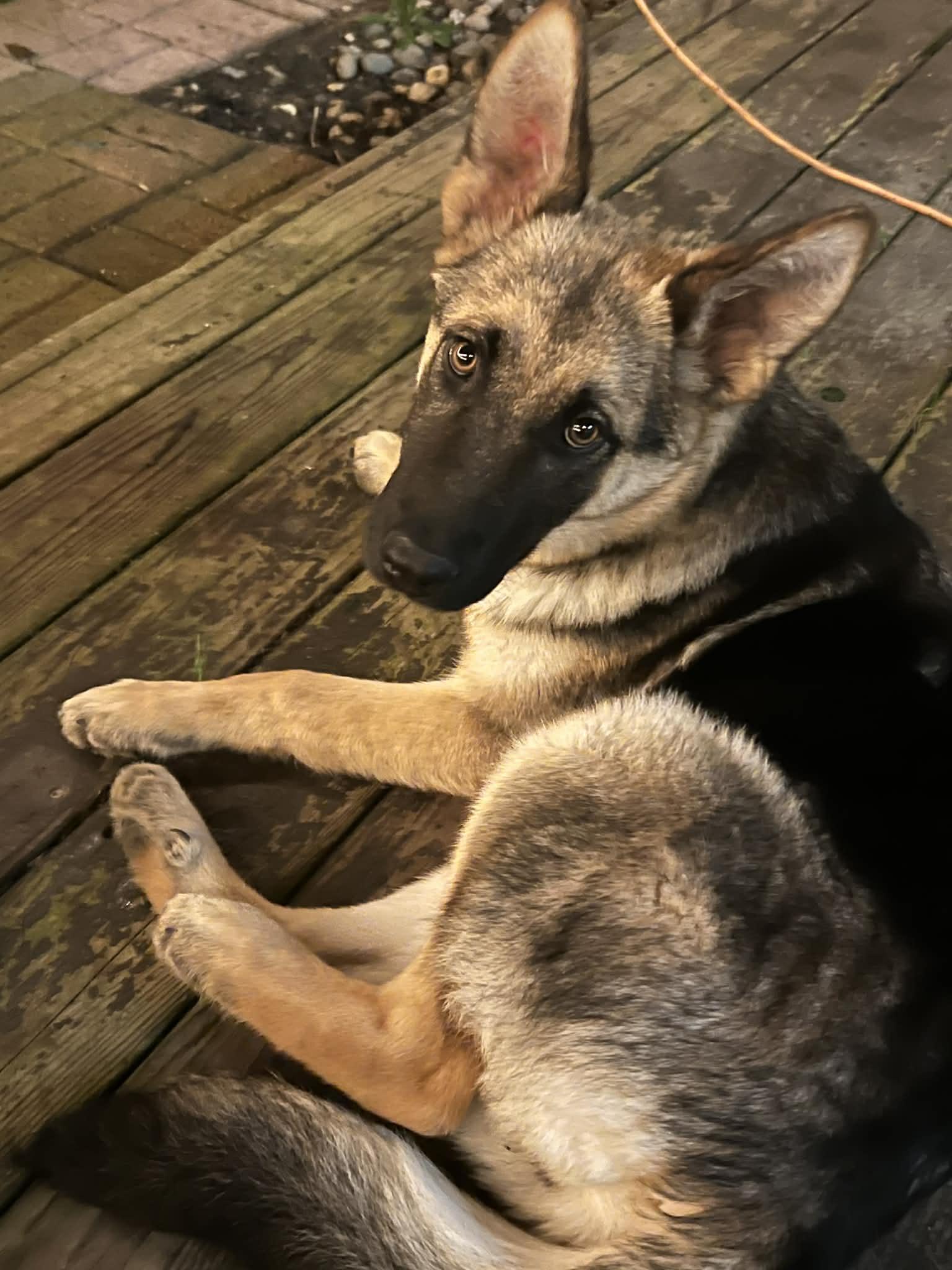 Enlarge Dora, a ADOPTABLE German Shepherd Dog in Woodland, CA image 1/1