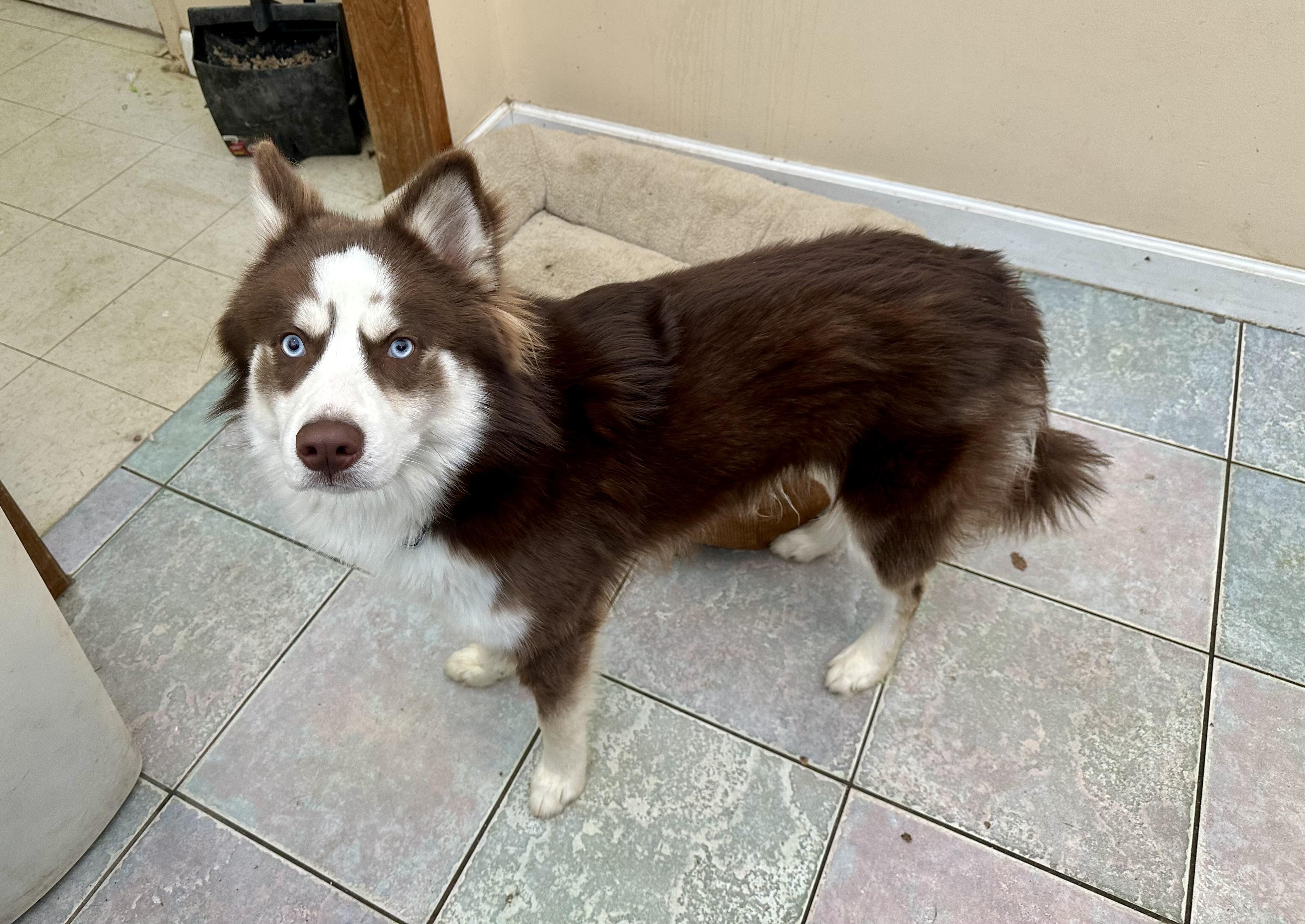 LOOKING FOR A SNOW BUDDY?, ADOPTABLE, Puppy Male Husky.