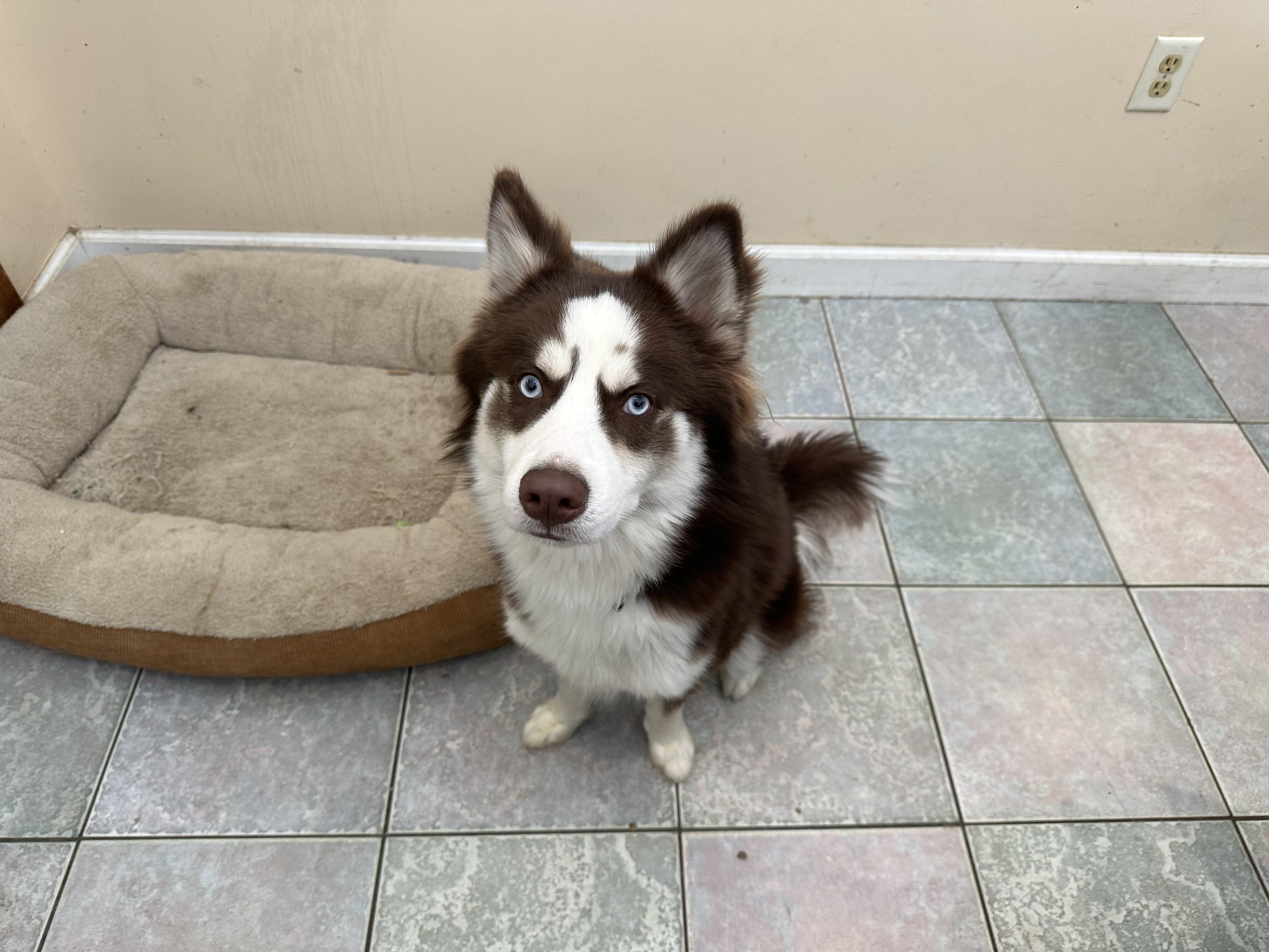 Enlarge LOOKING FOR A SNOW BUDDY?, a ADOPTABLE Husky in Toledo, OH image 2/2