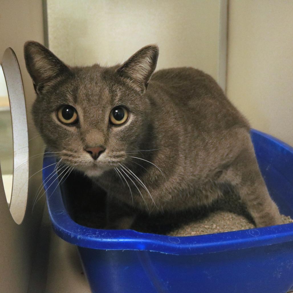 Captain Crunch (24-1F-2), Adoptable, Adult Male Domestic Short Hair.