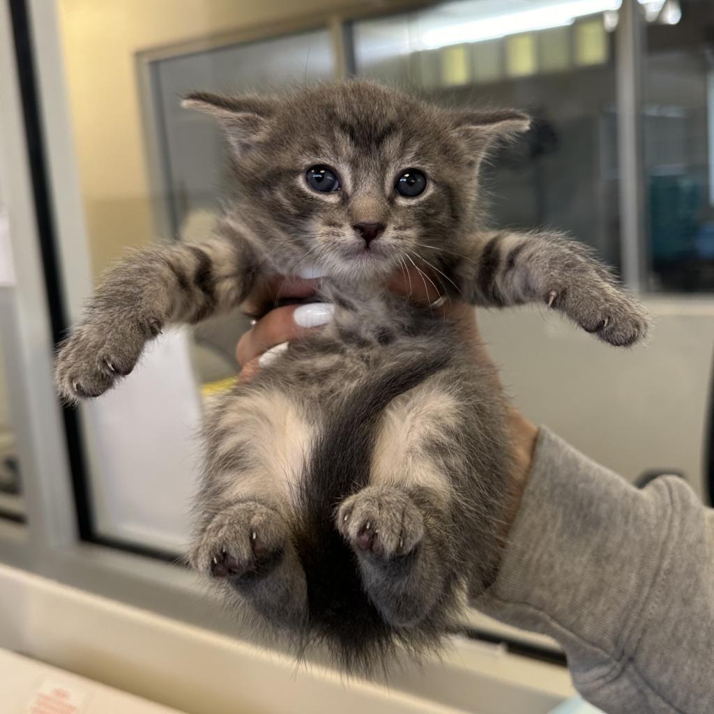 Enlarge Captain Crunch (24-1F-2), a Adoptable Domestic Short Hair in Rifle, CO image 2/5