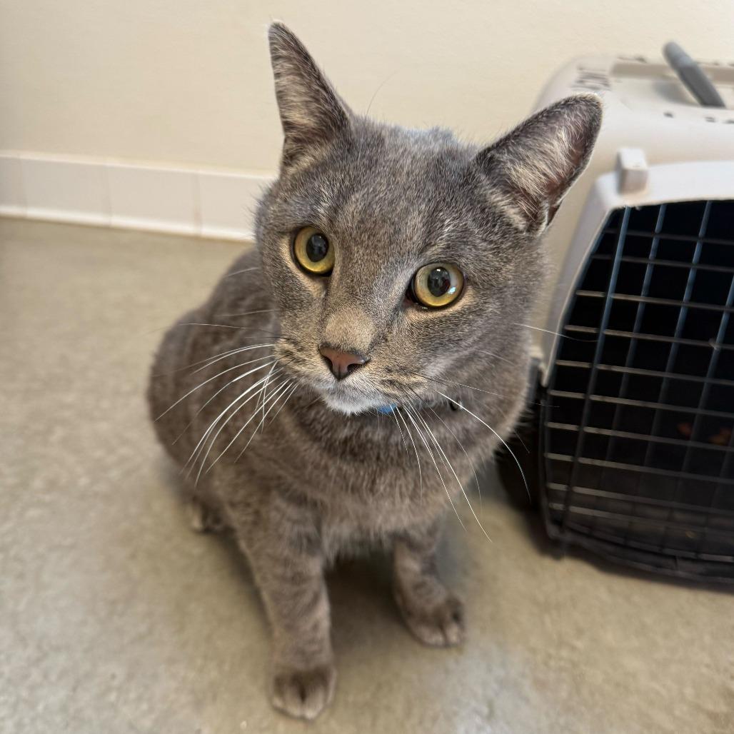 Enlarge Captain Crunch (24-1F-2), a Adoptable Domestic Short Hair in Rifle, CO image 3/5