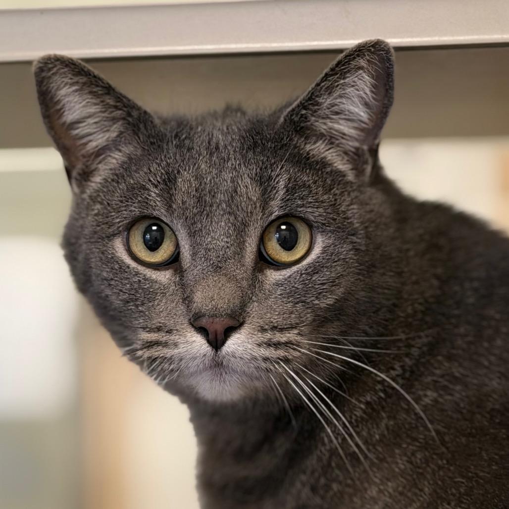 Captain Crunch (24-1F-2), a Adoptable Domestic Short Hair in Rifle, CO image 4/6