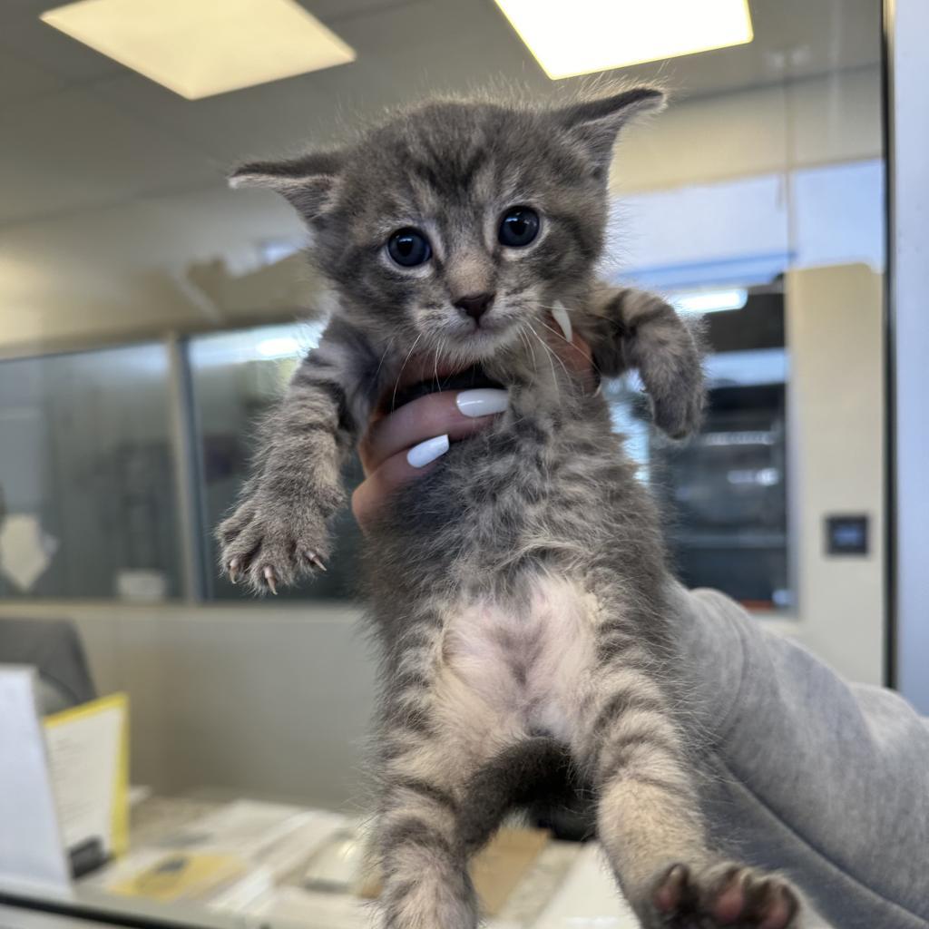 Enlarge Captain Crunch (24-1F-2), a Adoptable Domestic Short Hair in Rifle, CO image 4/5