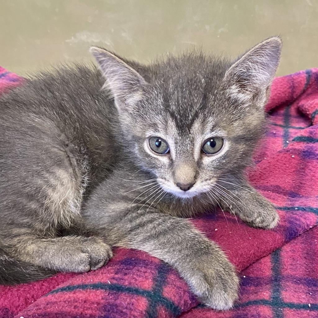 Enlarge Captain Crunch (24-1F-2), a Adoptable Domestic Short Hair in Rifle, CO image 5/5