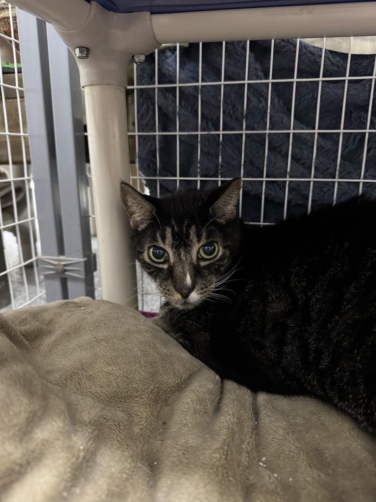 Maxie, Adoptable, Senior Male Domestic Short Hair.