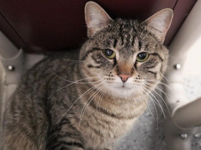 Enlarge SUJI, a Adoptable Domestic Short Hair in Fruit Heights, UT image 1/1