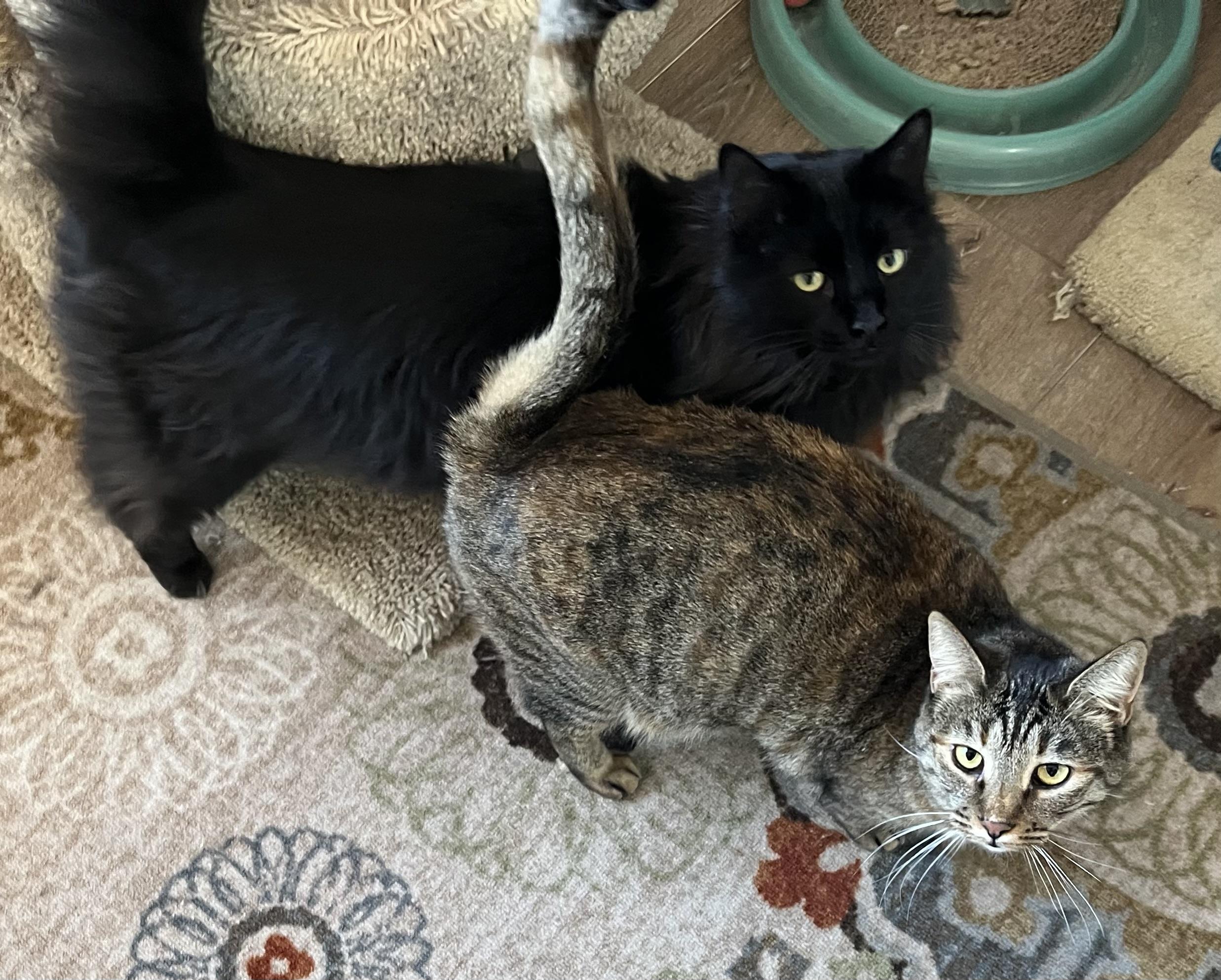 WOLFE and GARNET, an adoptable Domestic Long Hair in Prescott, AZ, 86301 | Photo Image 1