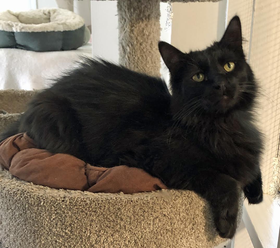 WOLFE and GARNET, an adoptable Domestic Long Hair in Prescott, AZ, 86301 | Photo Image 3