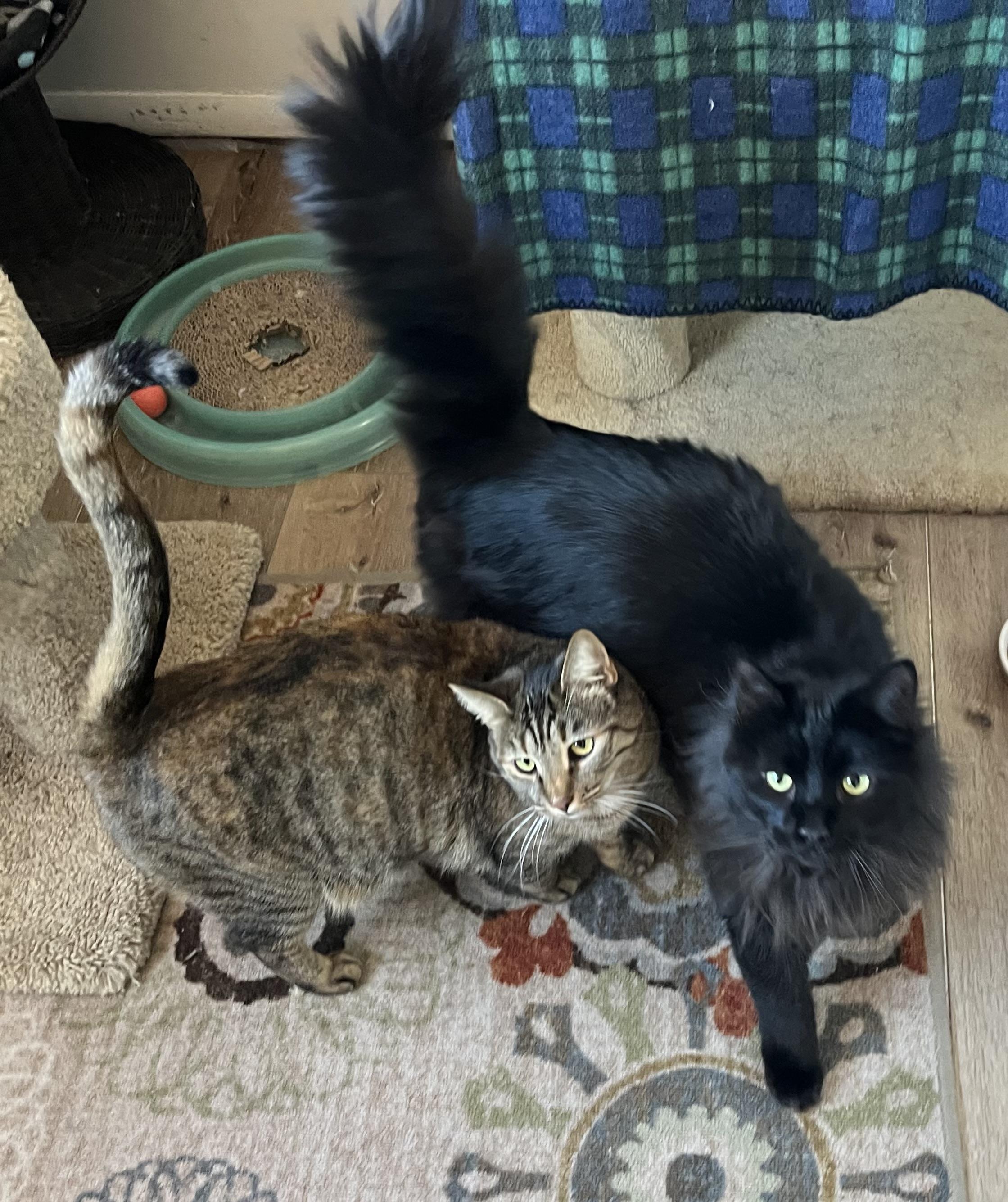 WOLFE and GARNET, an adoptable Domestic Long Hair in Prescott, AZ, 86301 | Photo Image 5