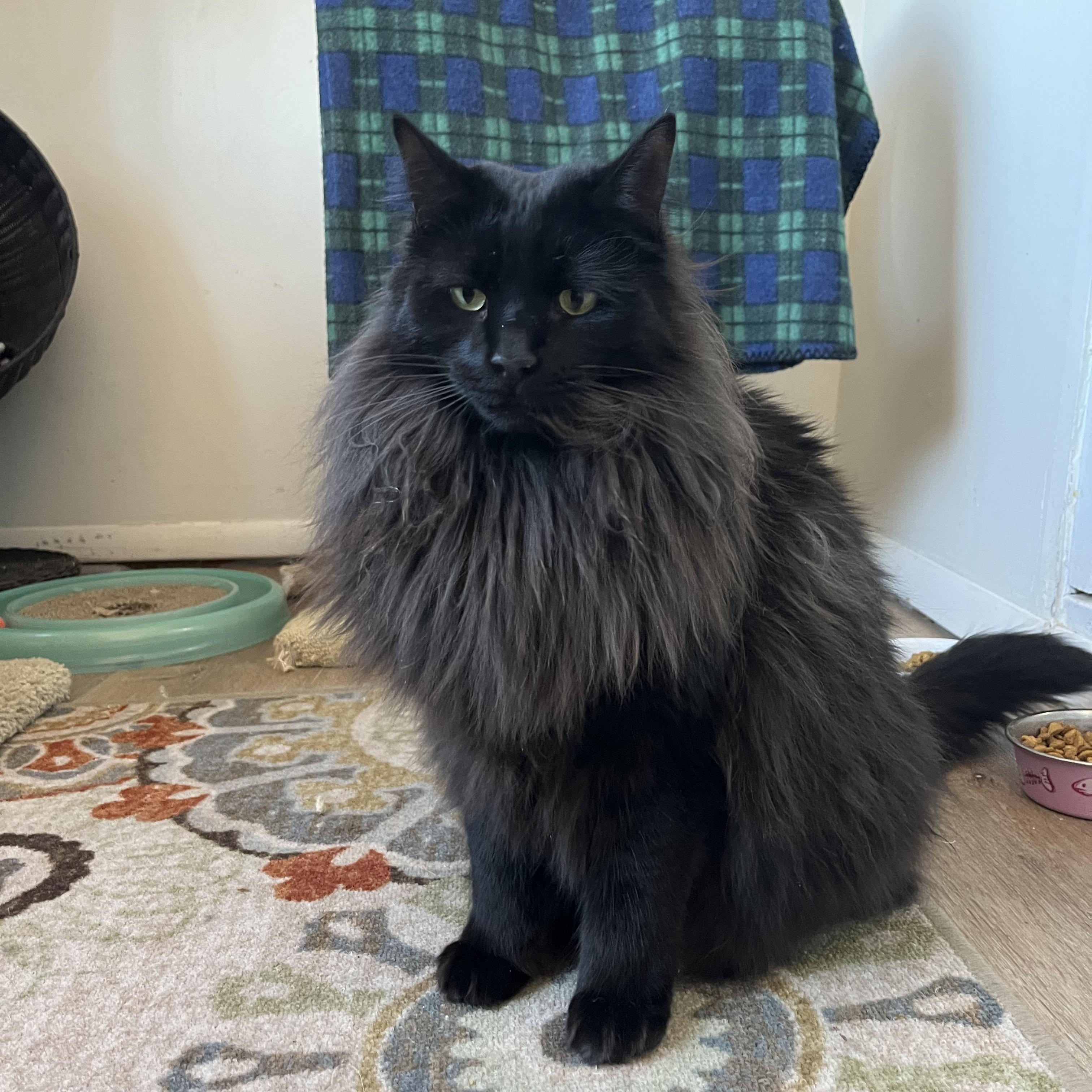 WOLFE and GARNET, an adoptable Domestic Long Hair in Prescott, AZ, 86301 | Photo Image 2