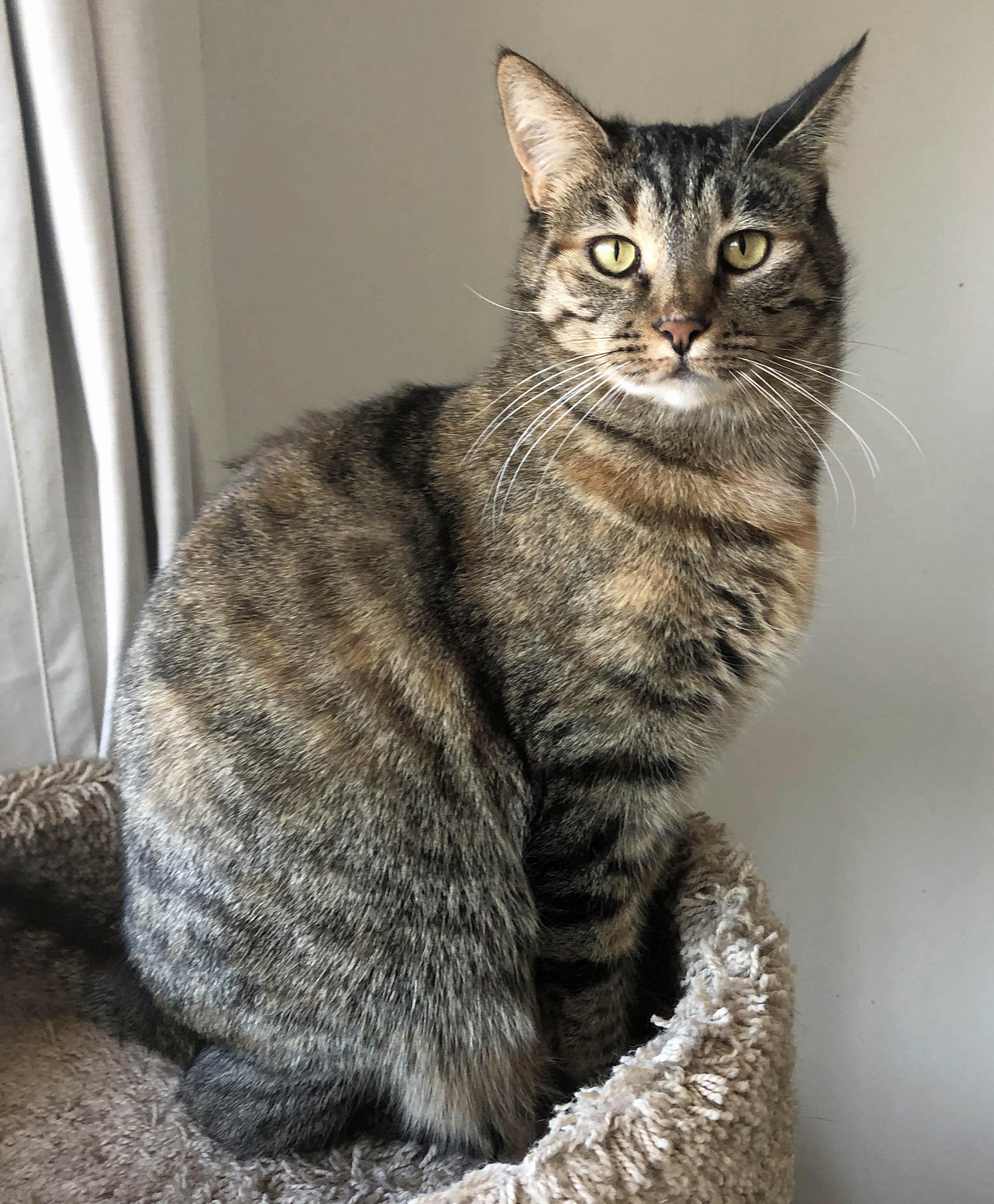 WOLFE and GARNET, a Adoptable mixed breed in Prescott, AZ image 5/6