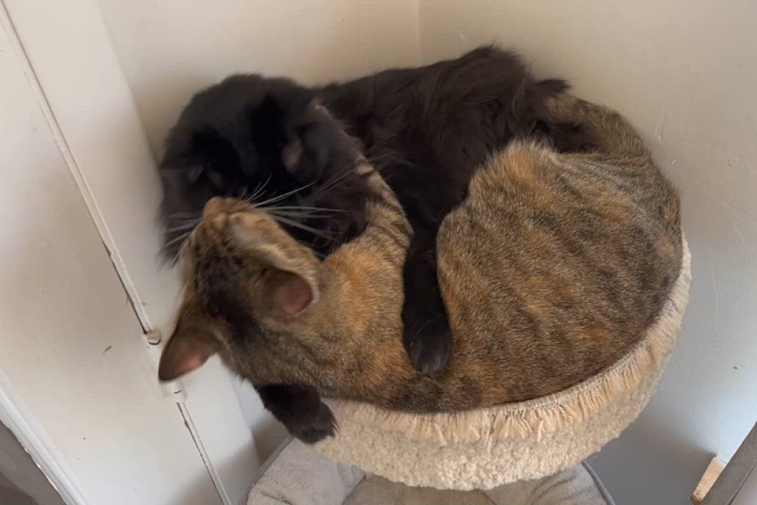 Enlarge WOLFE and GARNET, a Adoptable mixed breed in Prescott, AZ video 3/6