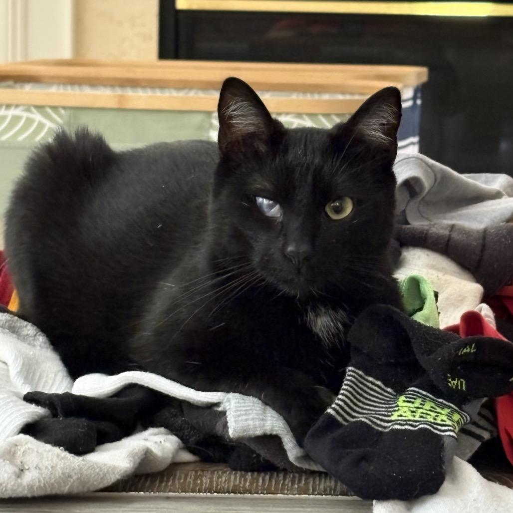 Enlarge Lady, a Adoptable Domestic Short Hair in Inwood, WV image 2/5