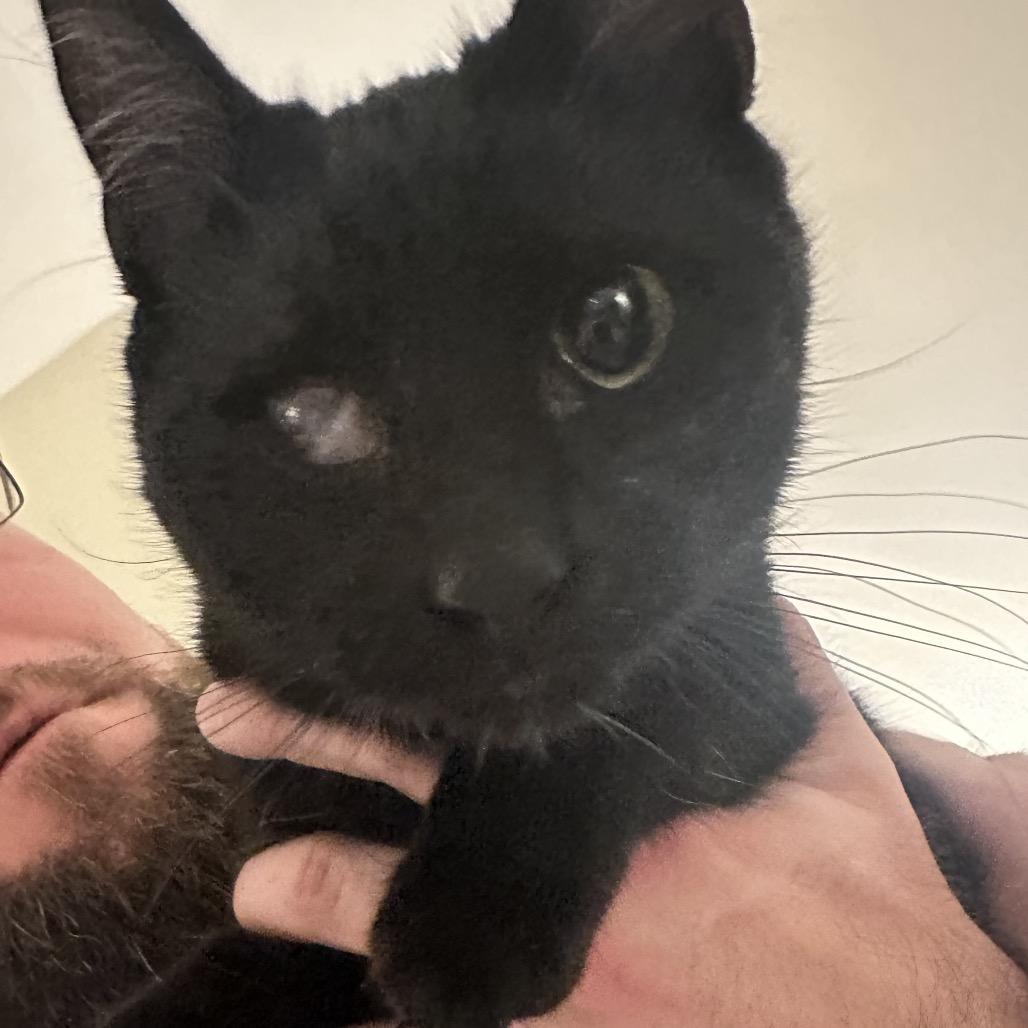 Enlarge Lady, a Adoptable Domestic Short Hair in Inwood, WV image 4/5