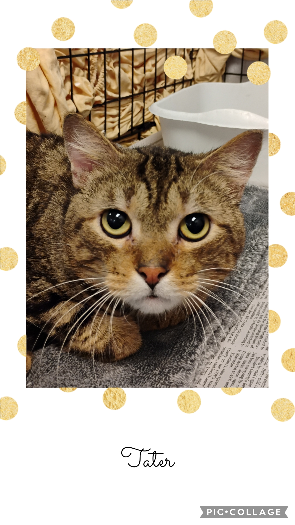 Enlarge Tater, a Adoptable Tabby in Muncie, IN image 3/3
