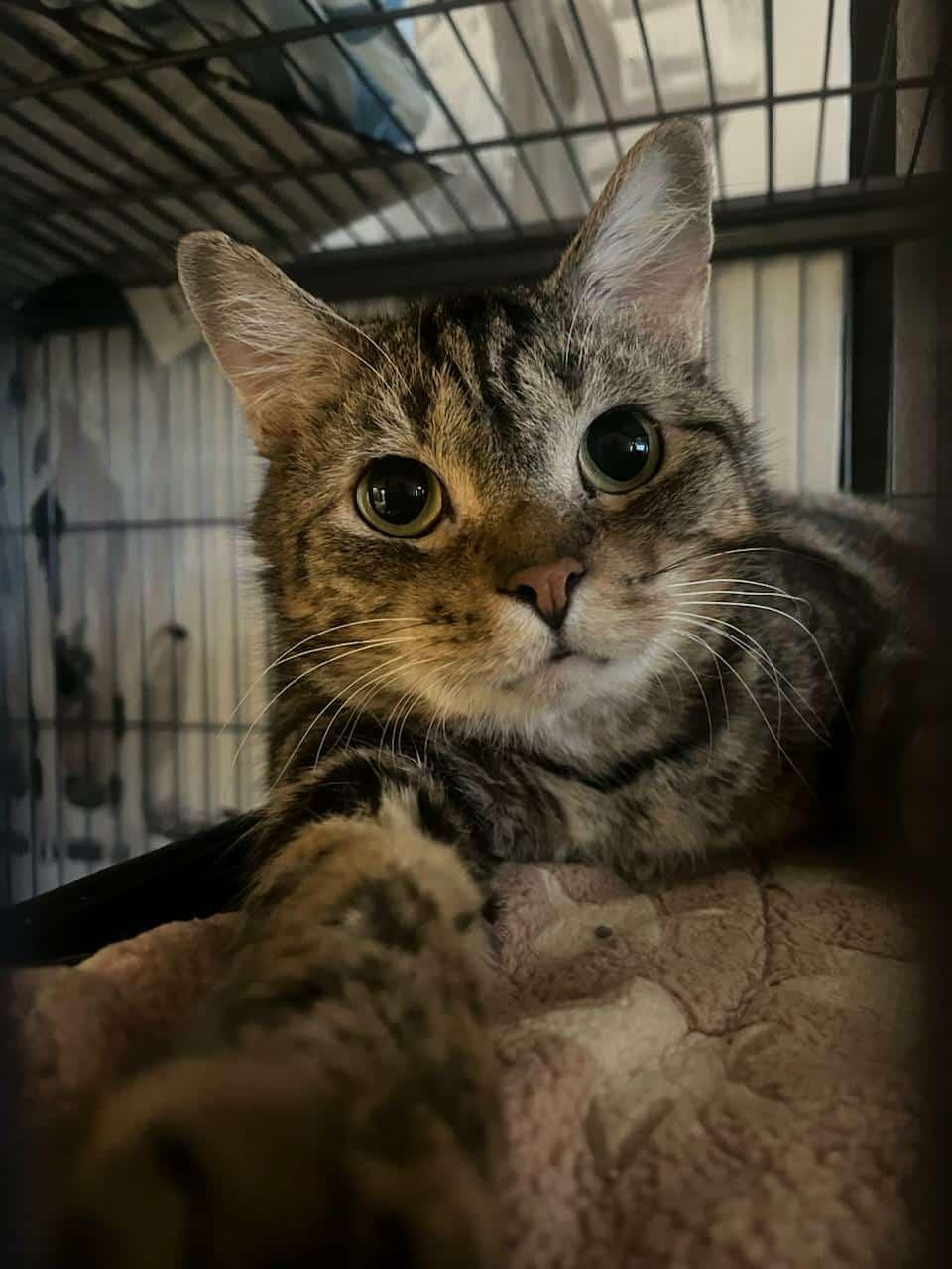 Enlarge Tater, a Adoptable Tabby in Muncie, IN image 1/3