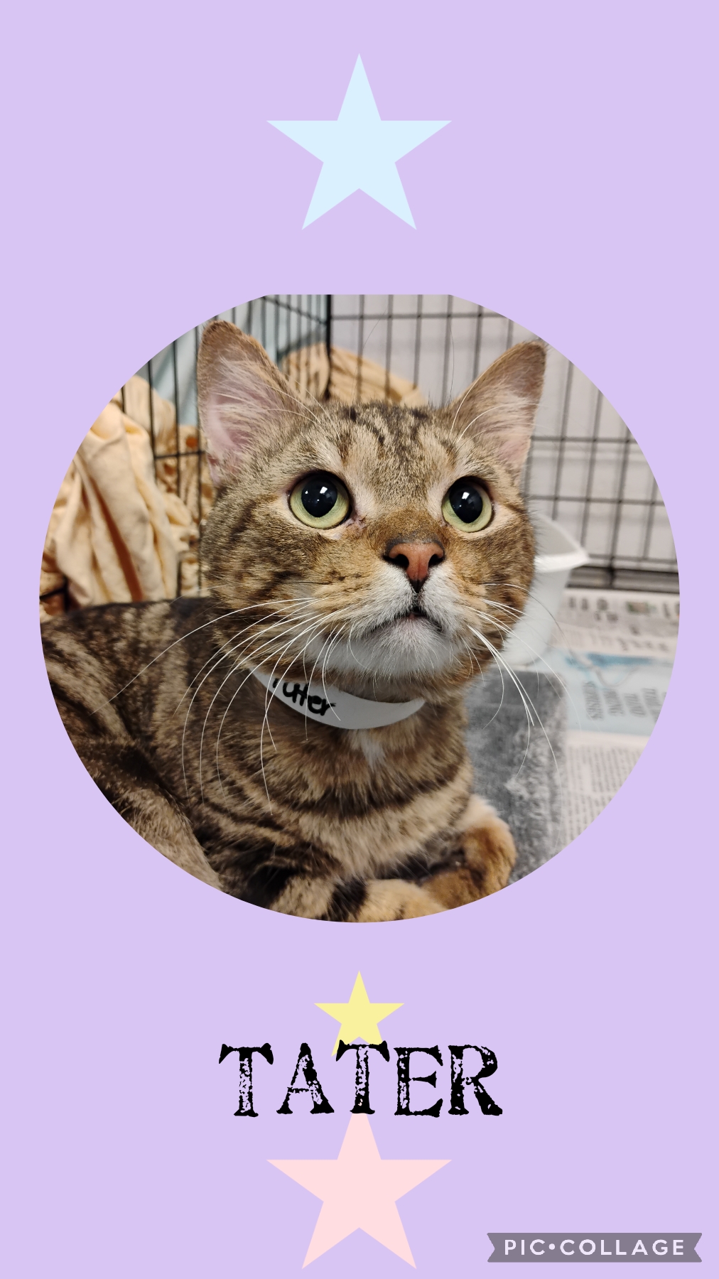 Enlarge Tater, a Adoptable Tabby in Muncie, IN image 2/3