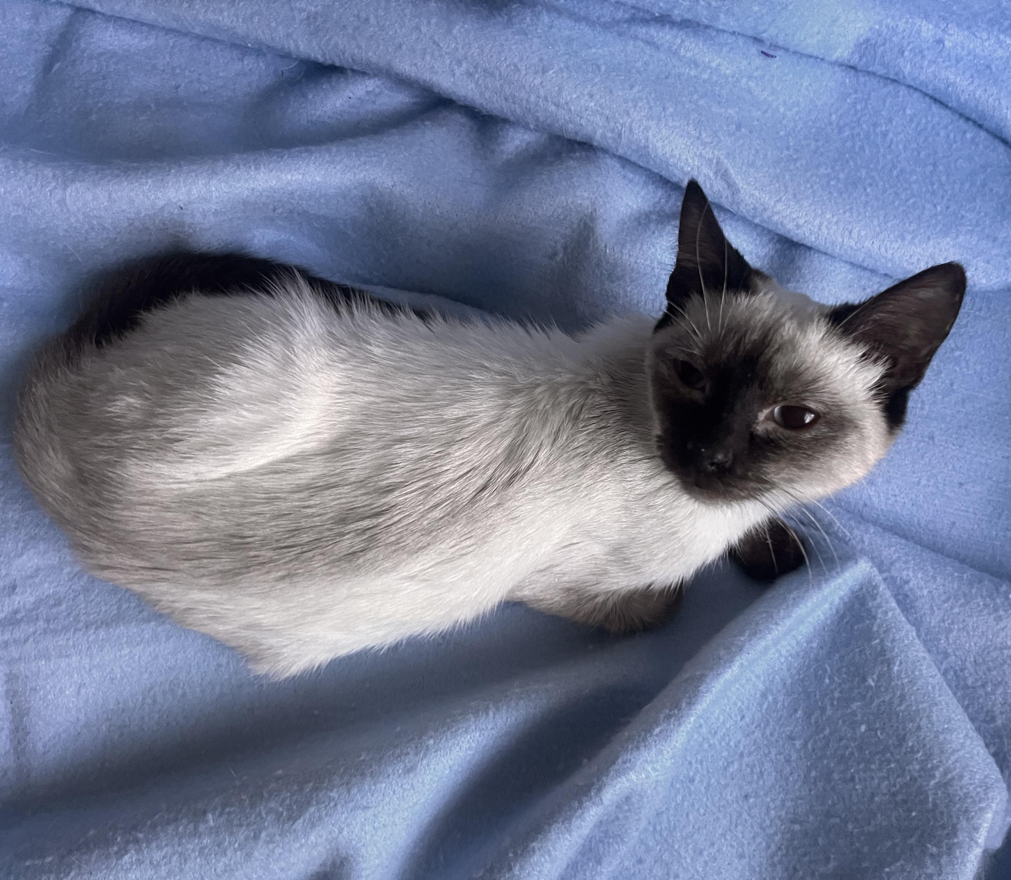 Adopted! Muffin (part of a pair)