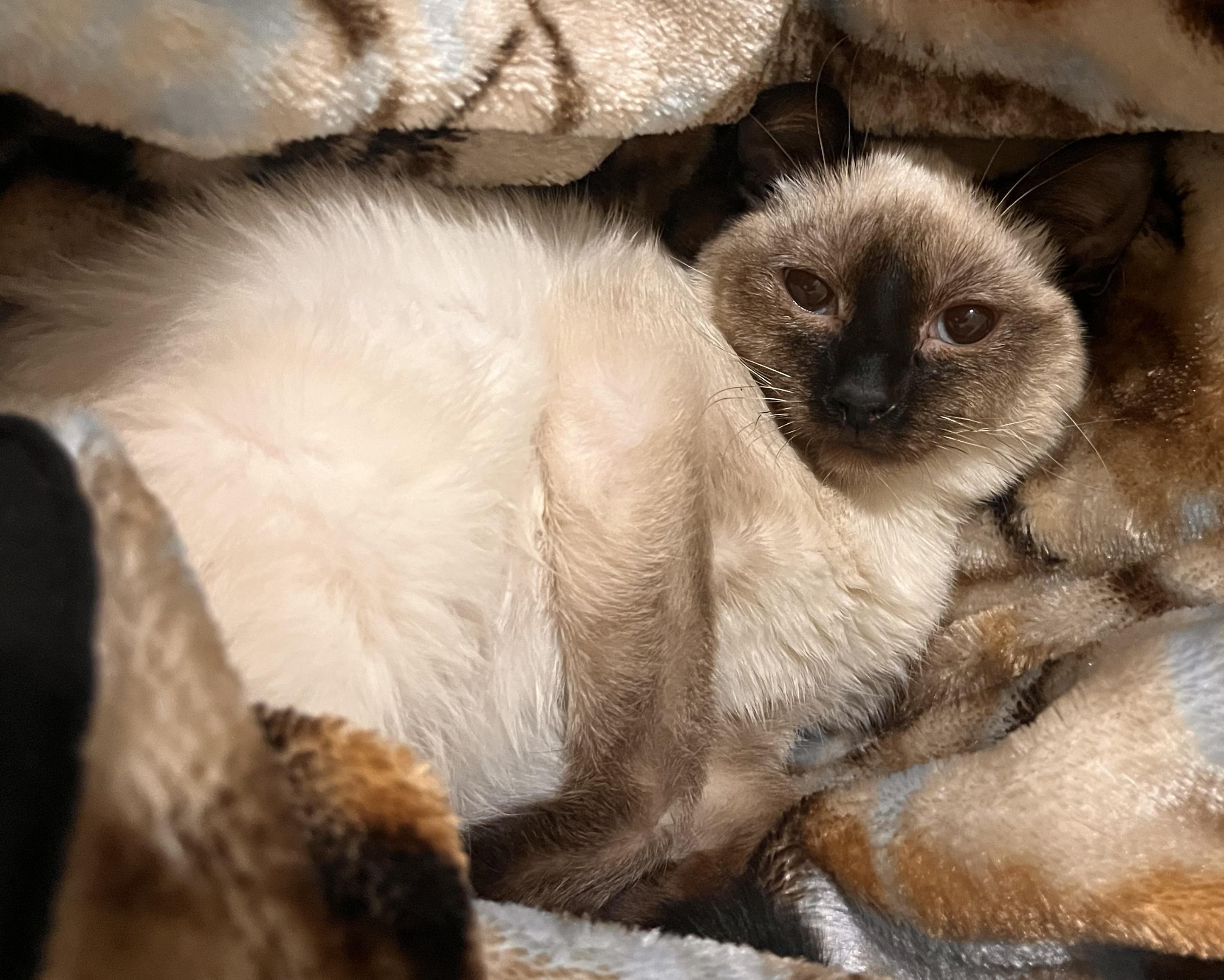 Adopted! Muffin (part of a pair)