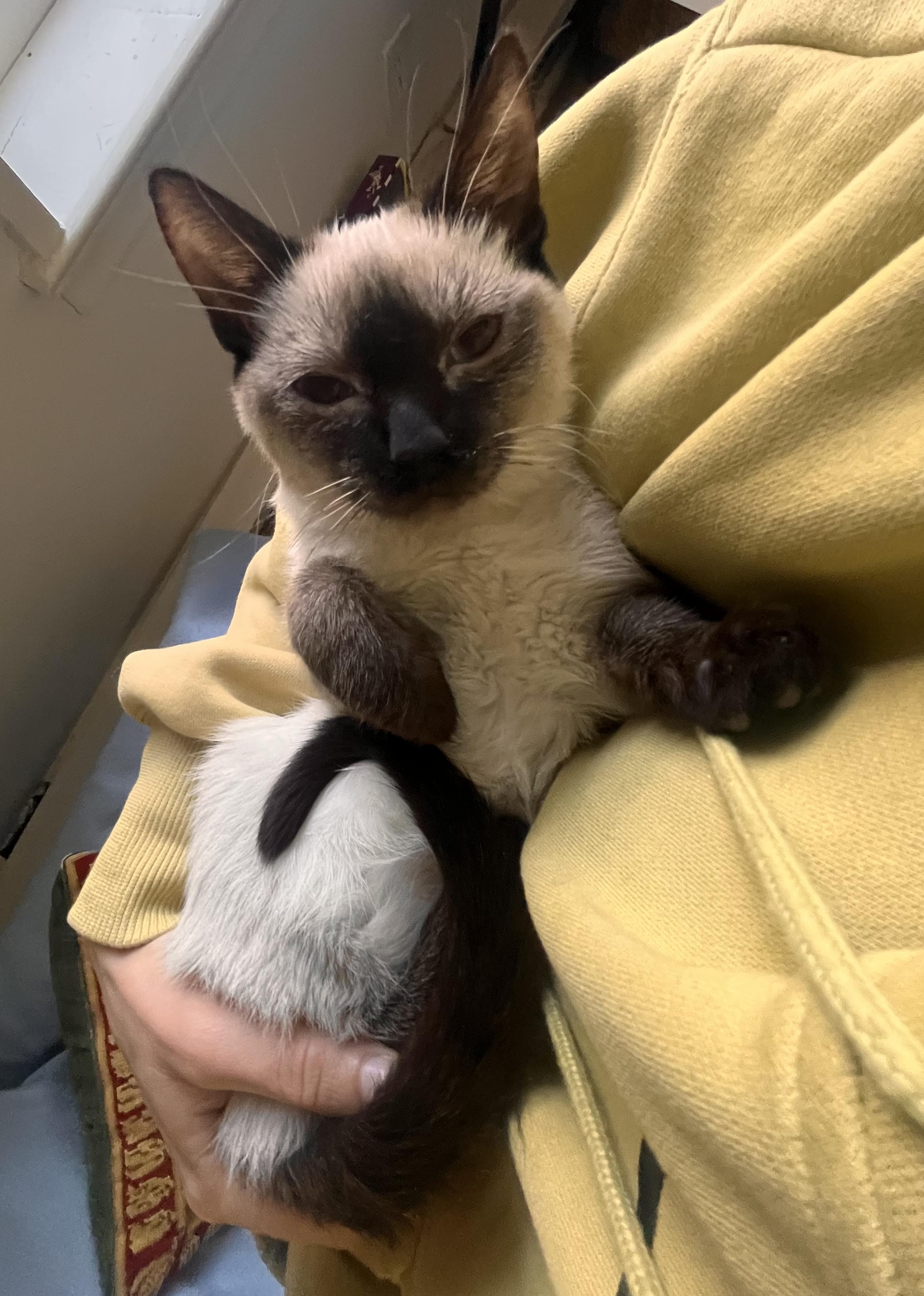 Adopted! Muffin (part of a pair)