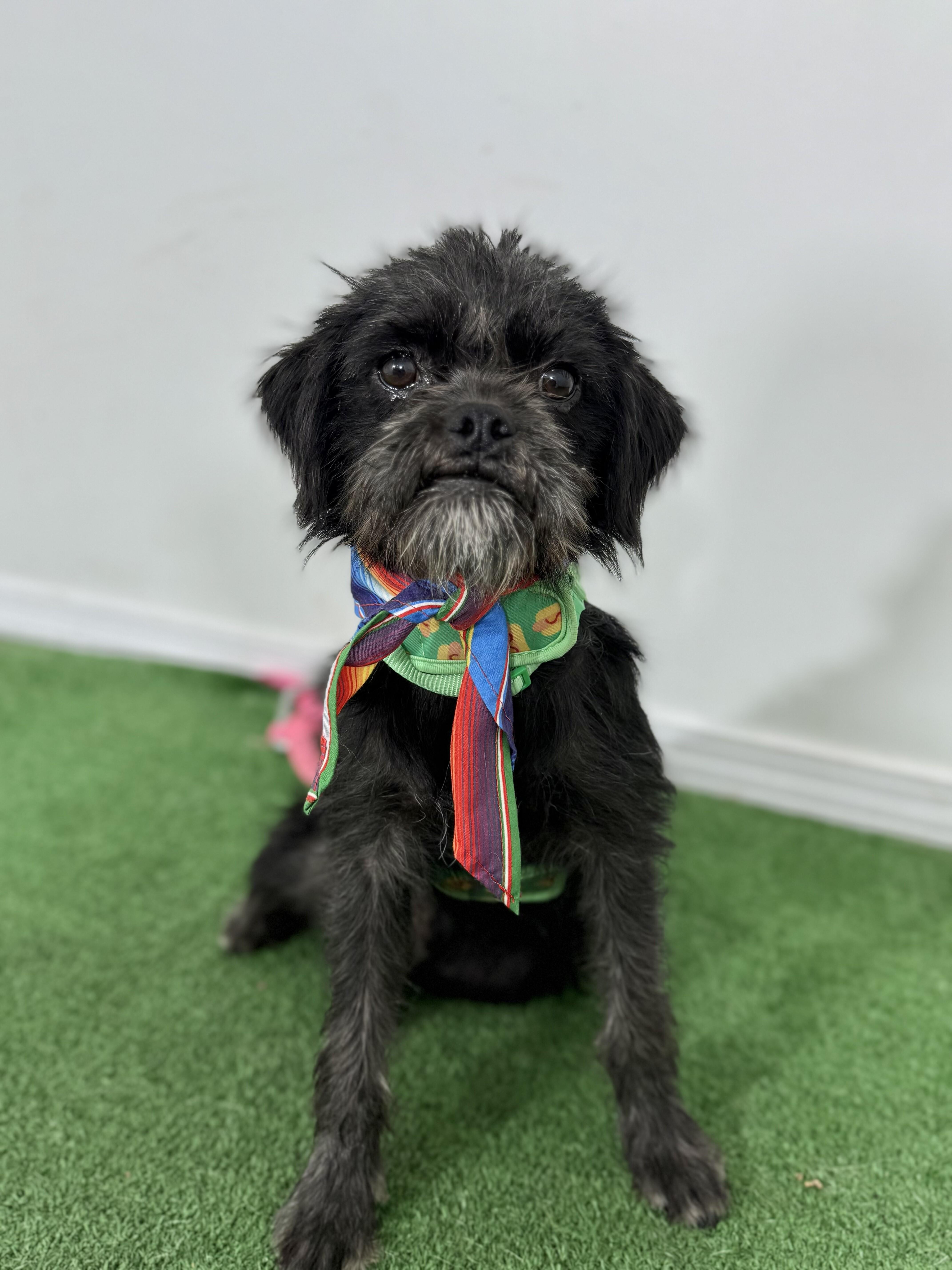 Colonel, an adoptable Affenpinscher, Mixed Breed in Reno, NV, 89501 | Photo Image 1