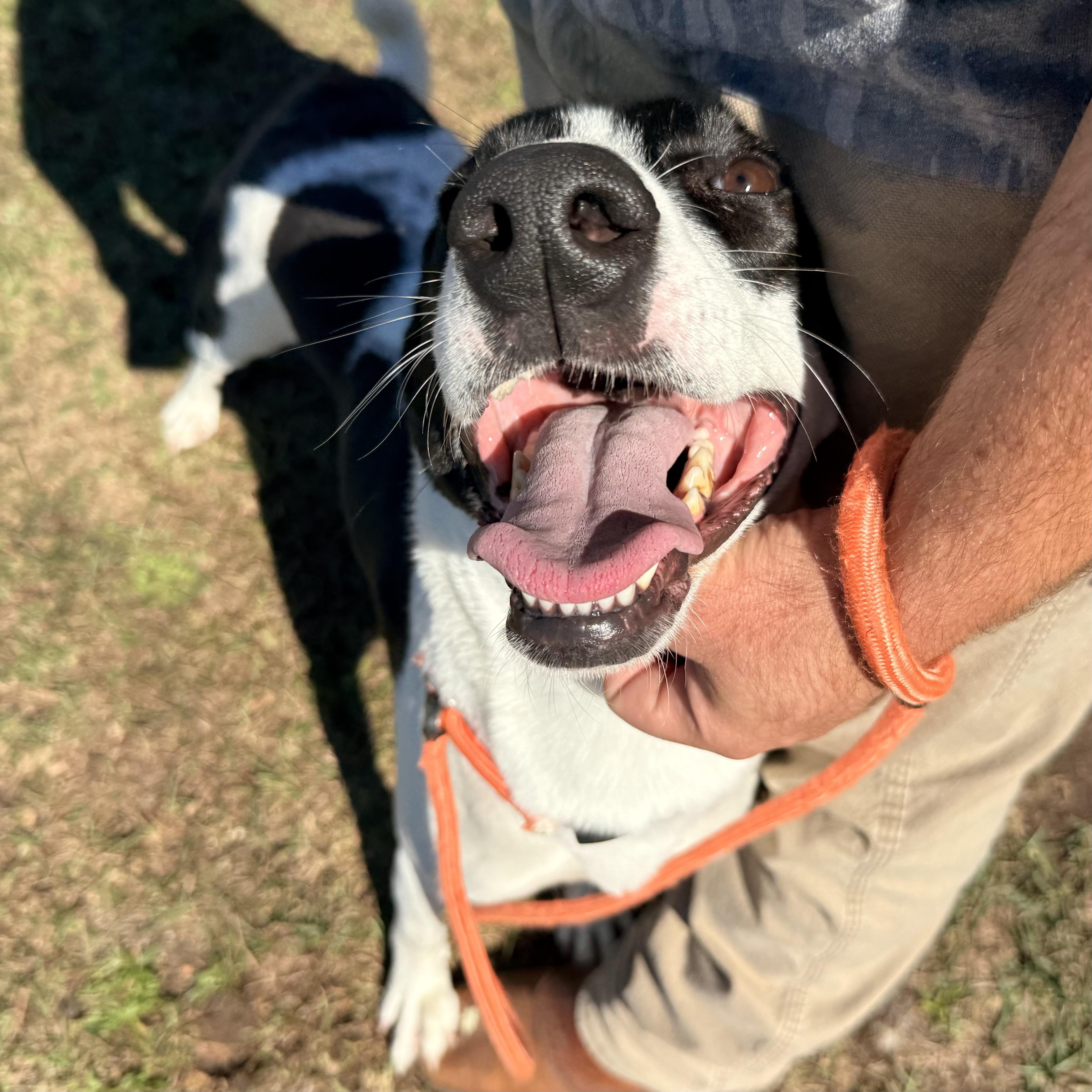 Enlarge Precious, a Adoptable mixed breed in Thomaston , ME image 4/6